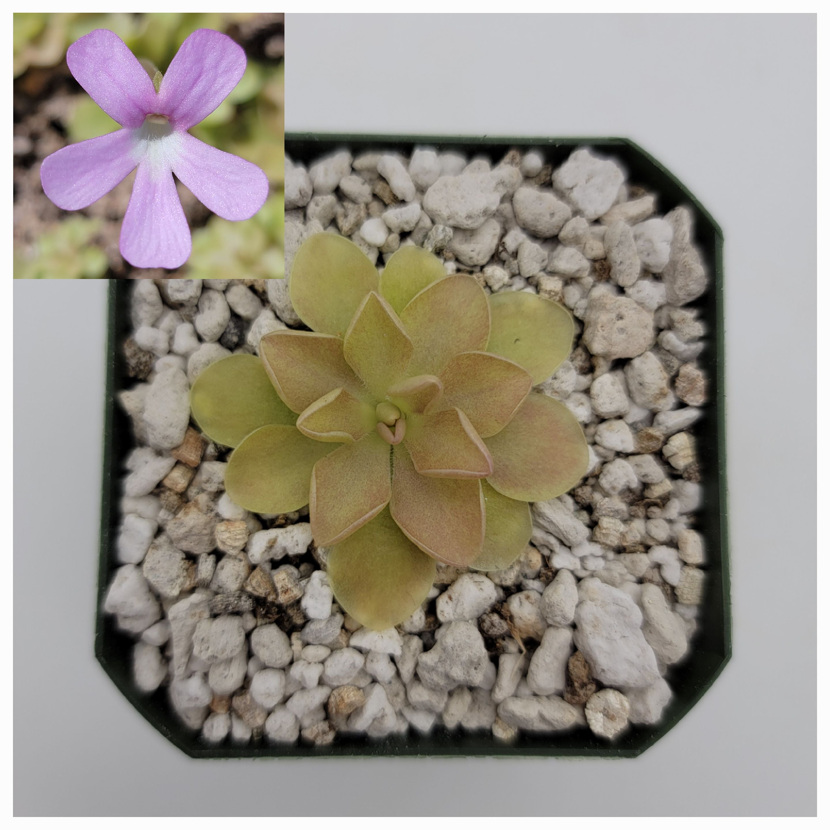 Pinguicula 'Sethos' x 'Weser' product image 2