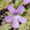 Pinguicula 'Sethos' x 'Weser' product image 1