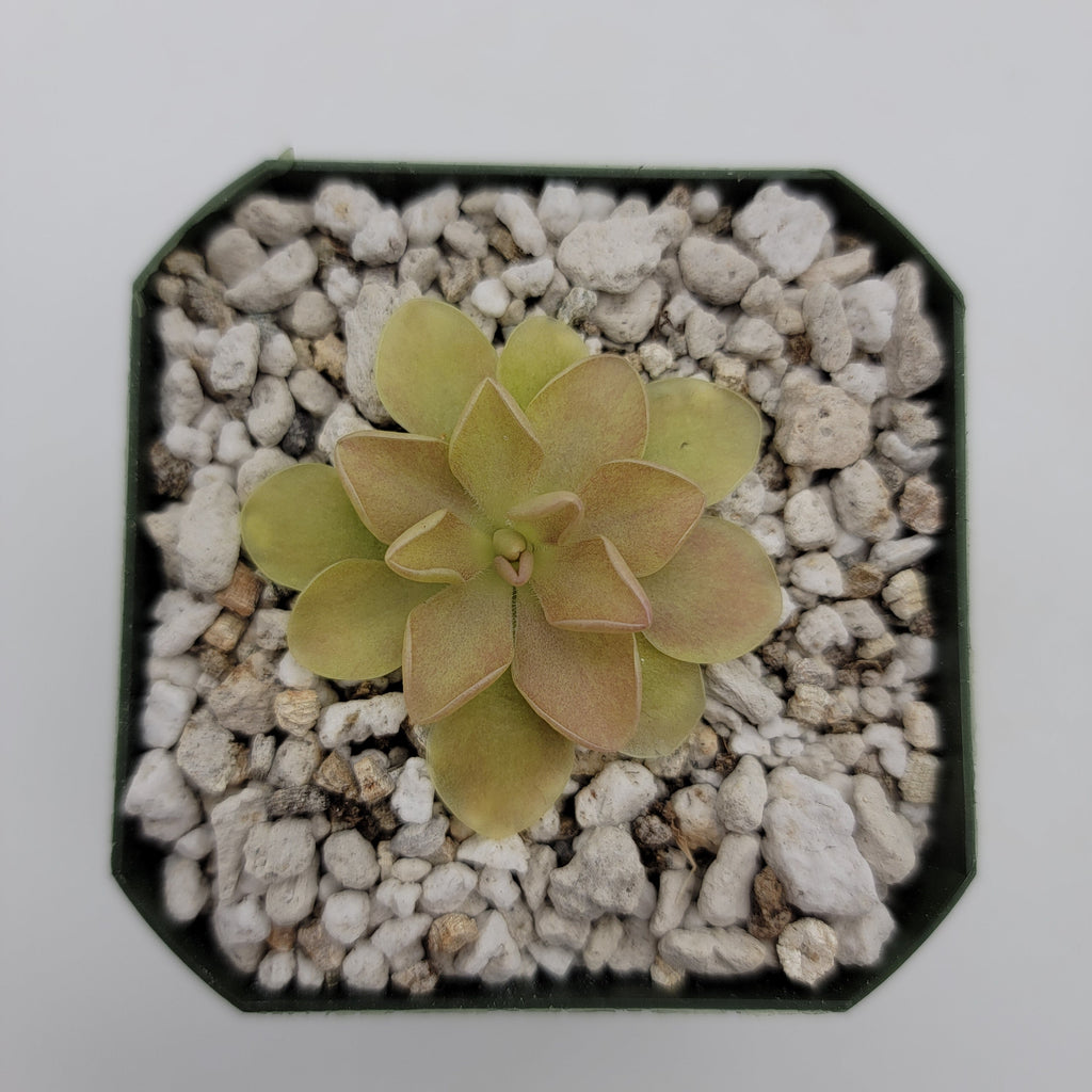 Pinguicula 'Sethos' x 'Weser' product image 3
