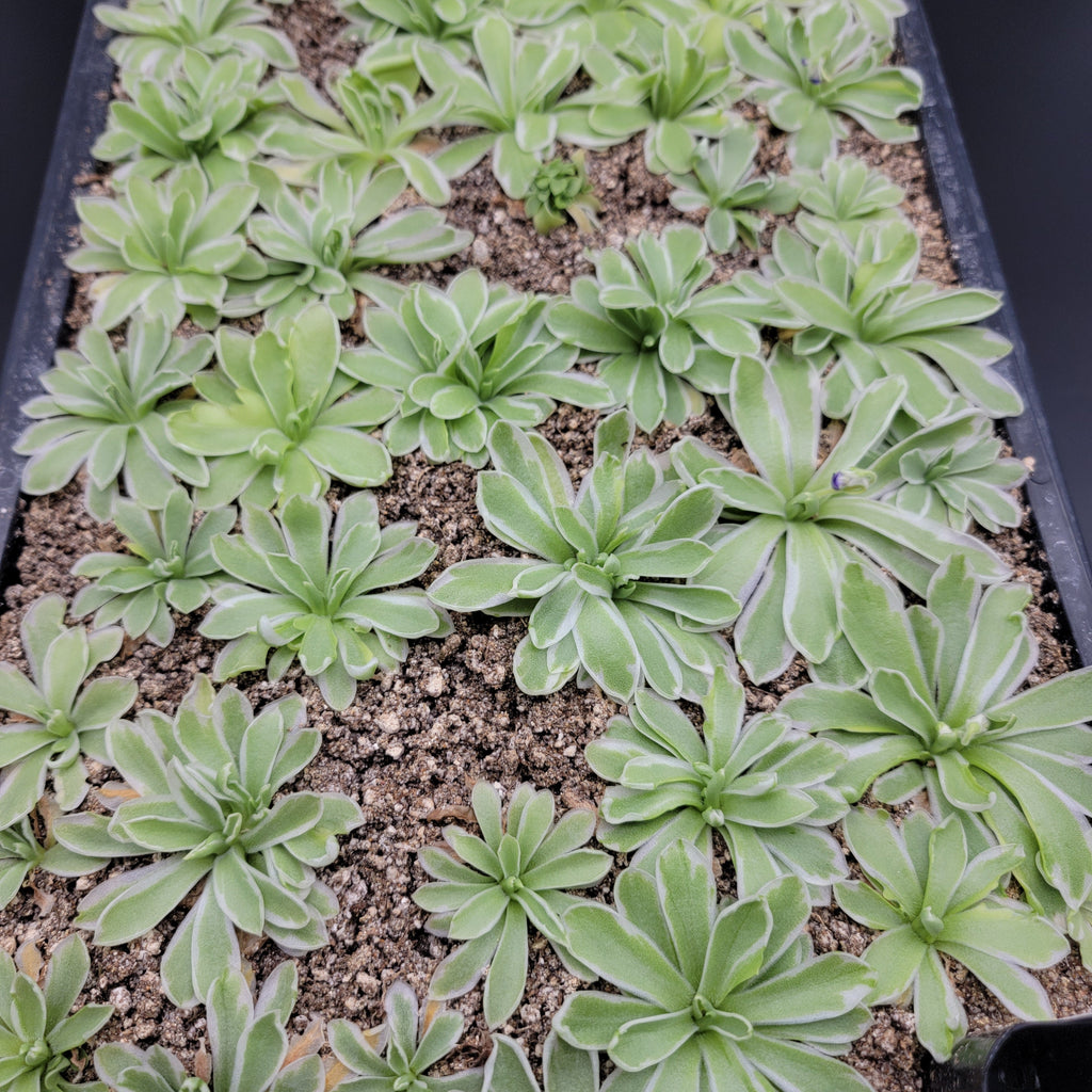 Pinguicula -inchSnow Queen-inch product image 5