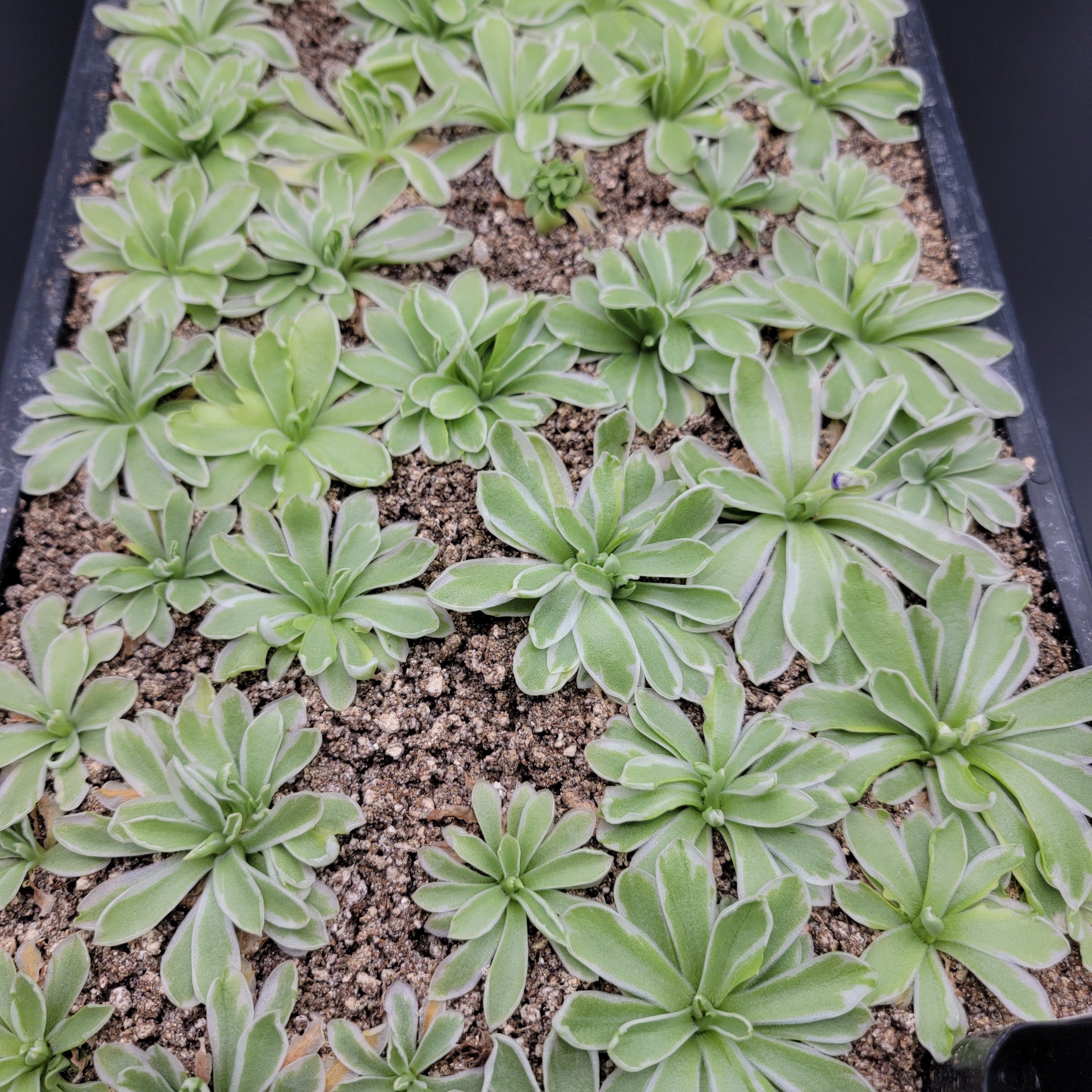 Pinguicula -inchSnow Queen-inch product image 5