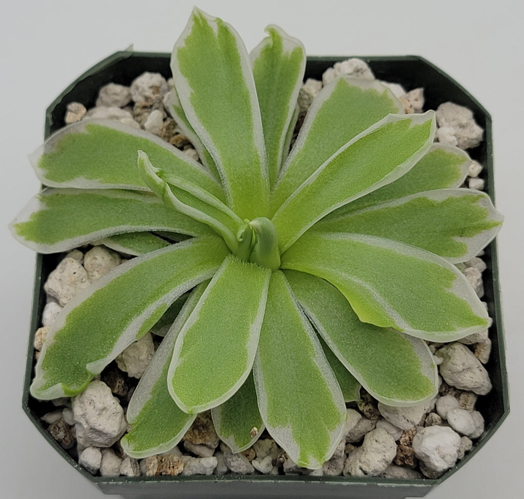 Pinguicula -inchSnow Queen-inch product image 1