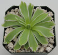 Pinguicula -inchSnow Queen-inch product image 1