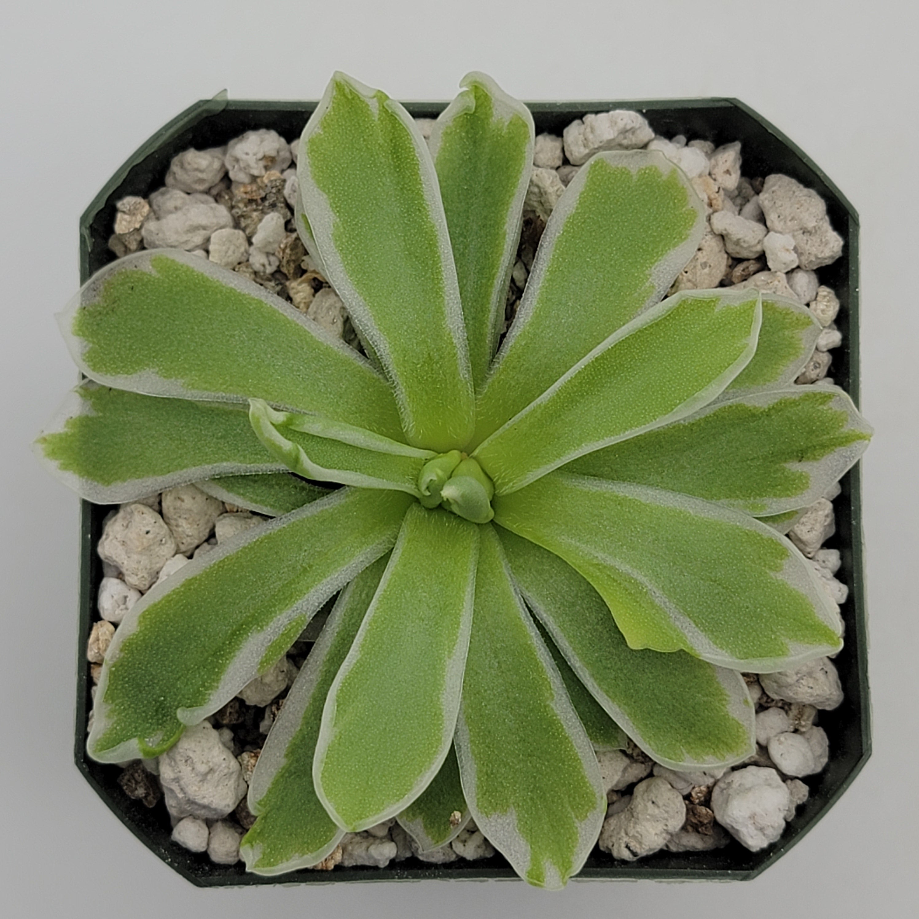 Pinguicula -inchSnow Queen-inch product image 3
