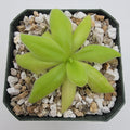 Pinguicula 'Sumidero I' product image 1