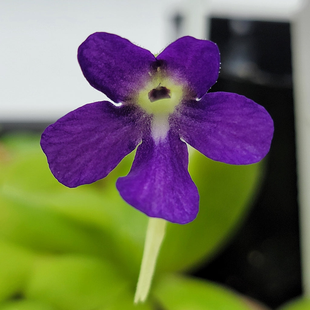 Pinguicula 'Sumidero I' product image 2