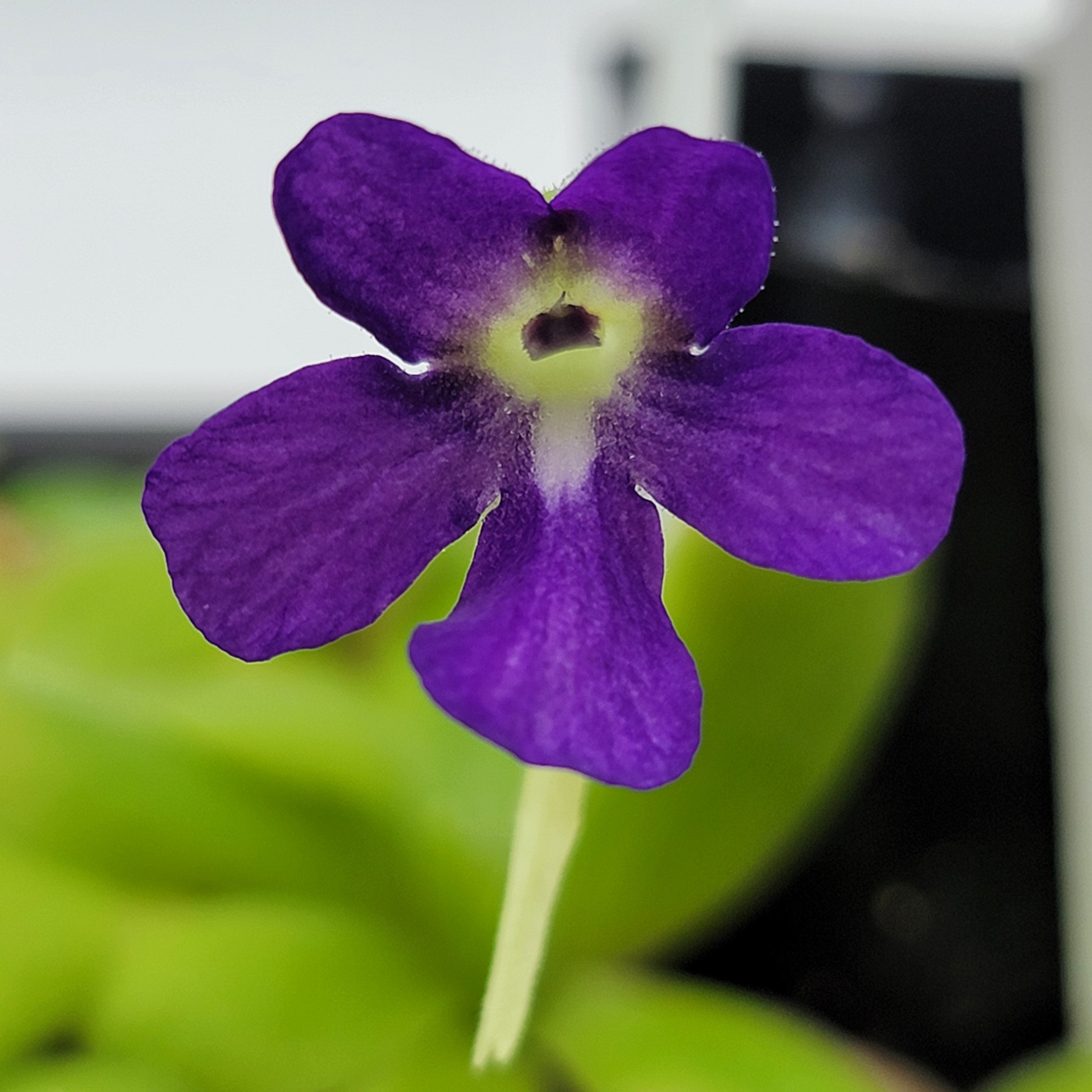 Pinguicula 'Sumidero I' product image 2