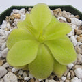 Pinguicula 'Sumidero II' product image 1
