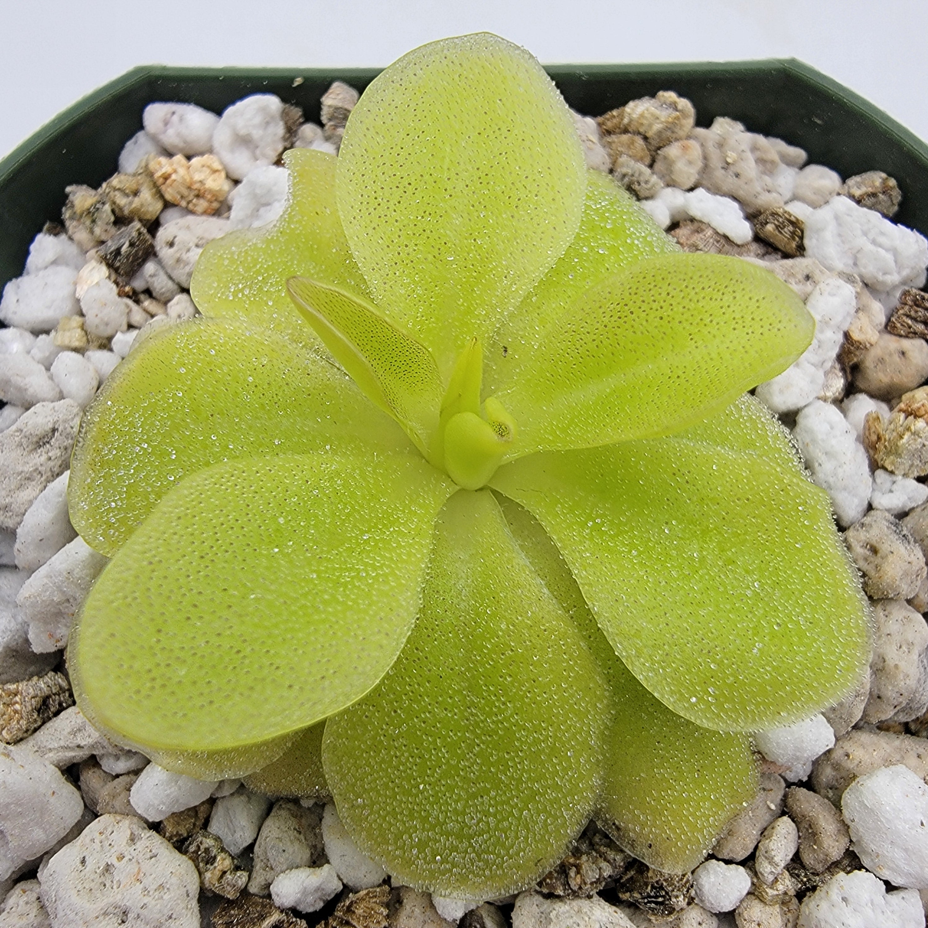 Pinguicula 'Sumidero II' product image 1