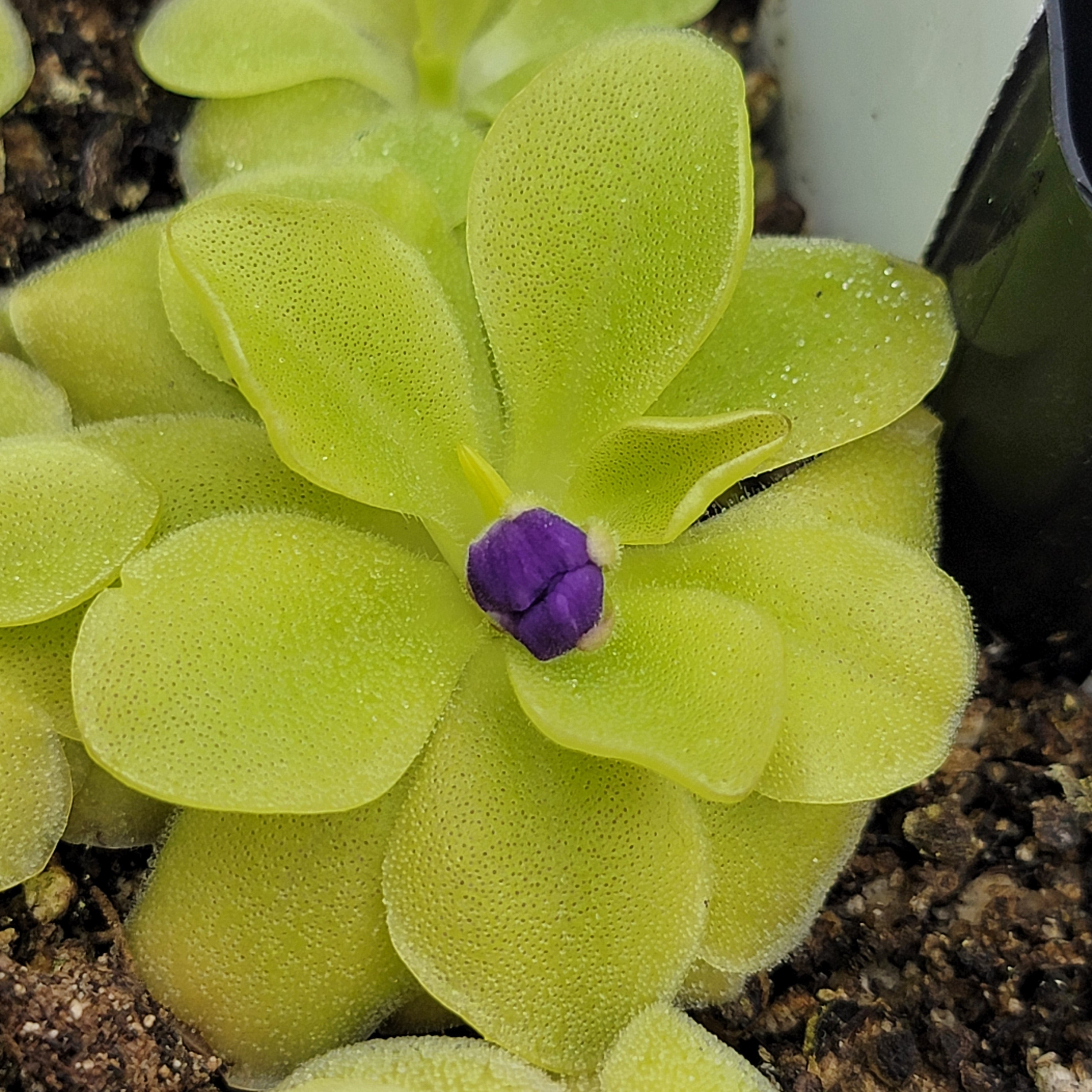 Pinguicula 'Sumidero II' product image 2