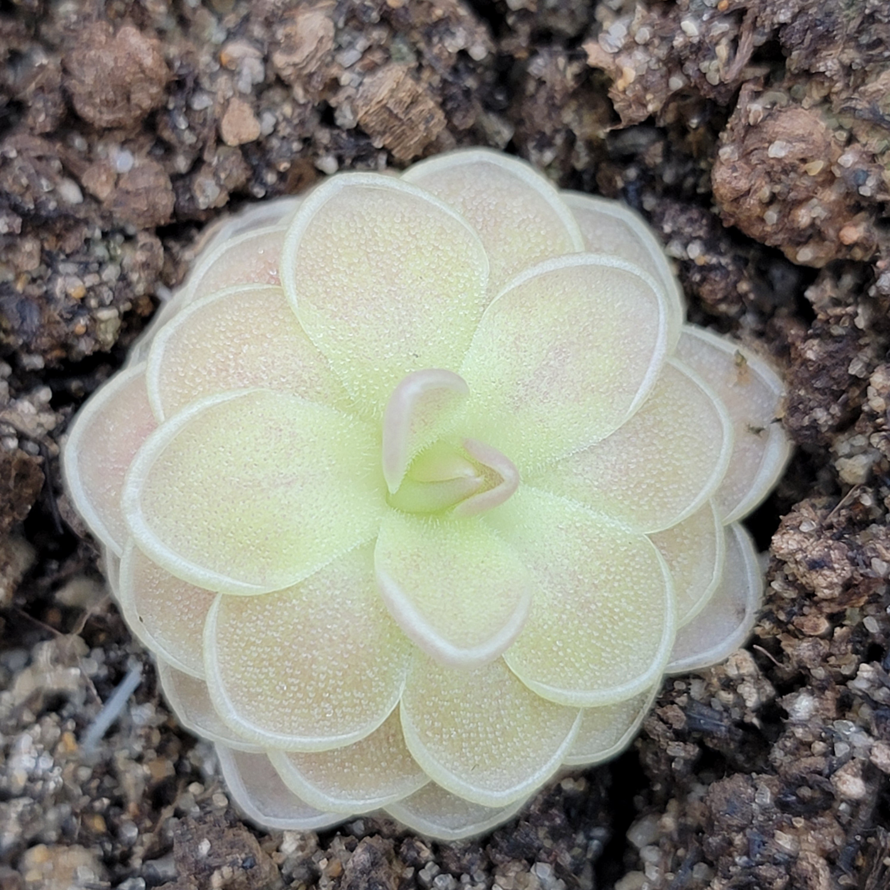 Pinguicula -inchSunshine-inch product image 6