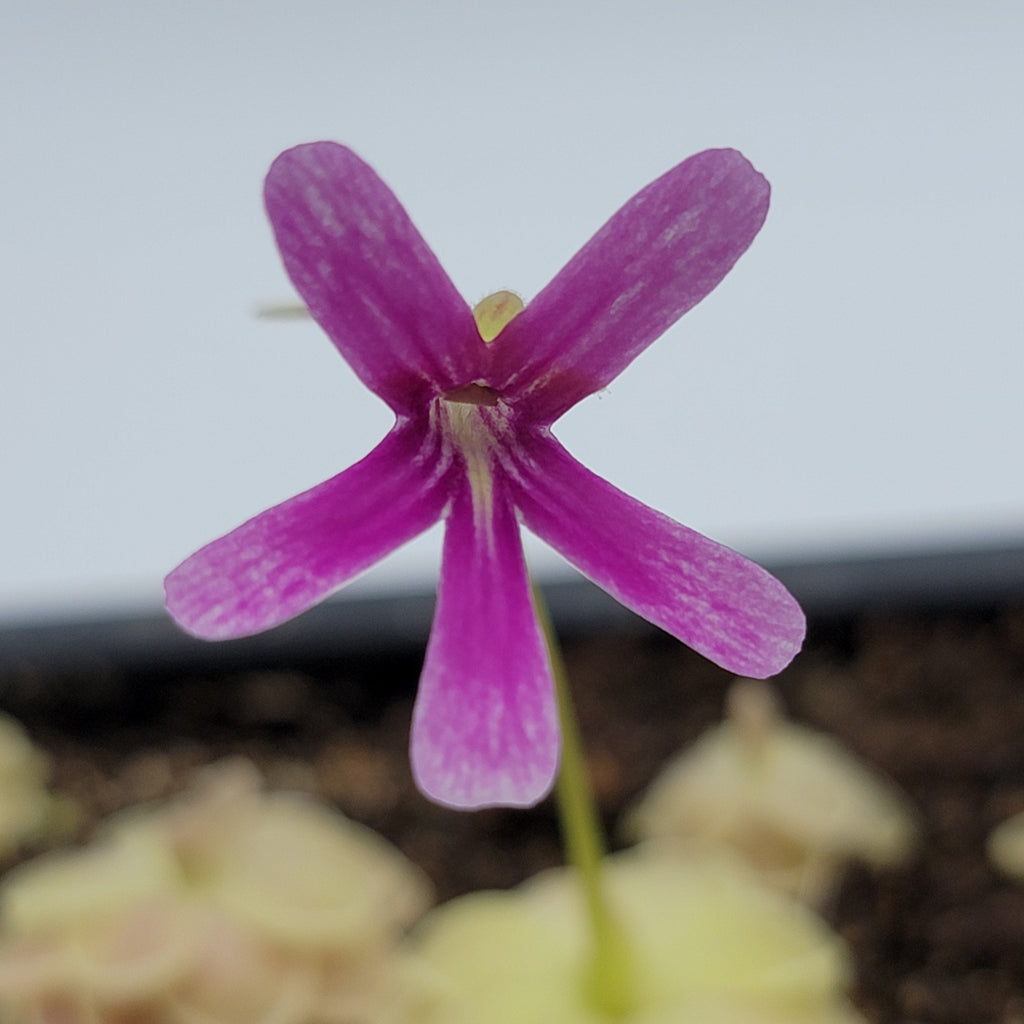 Pinguicula -inchSunshine-inch product image 5