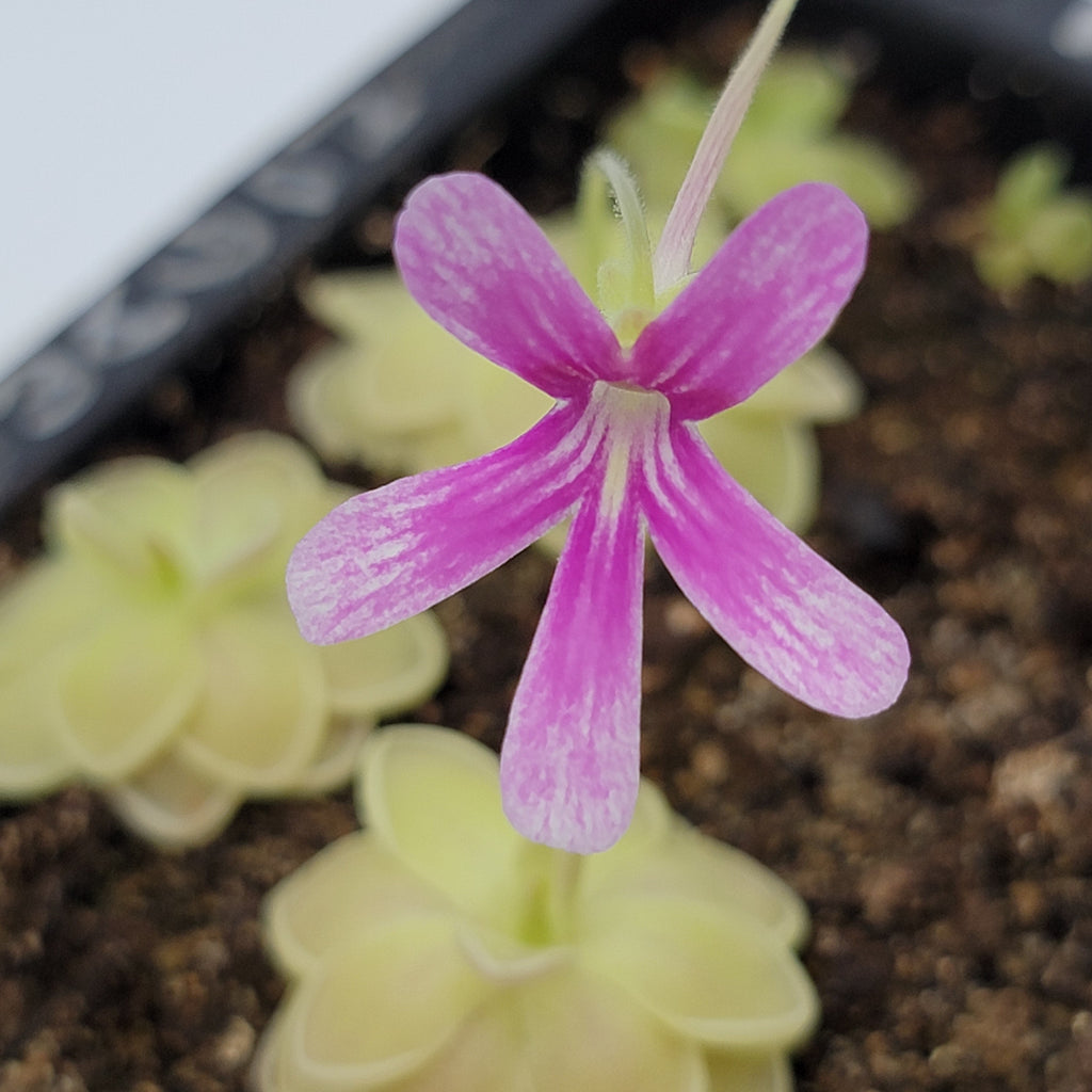 Pinguicula -inchSunshine-inch product image 4