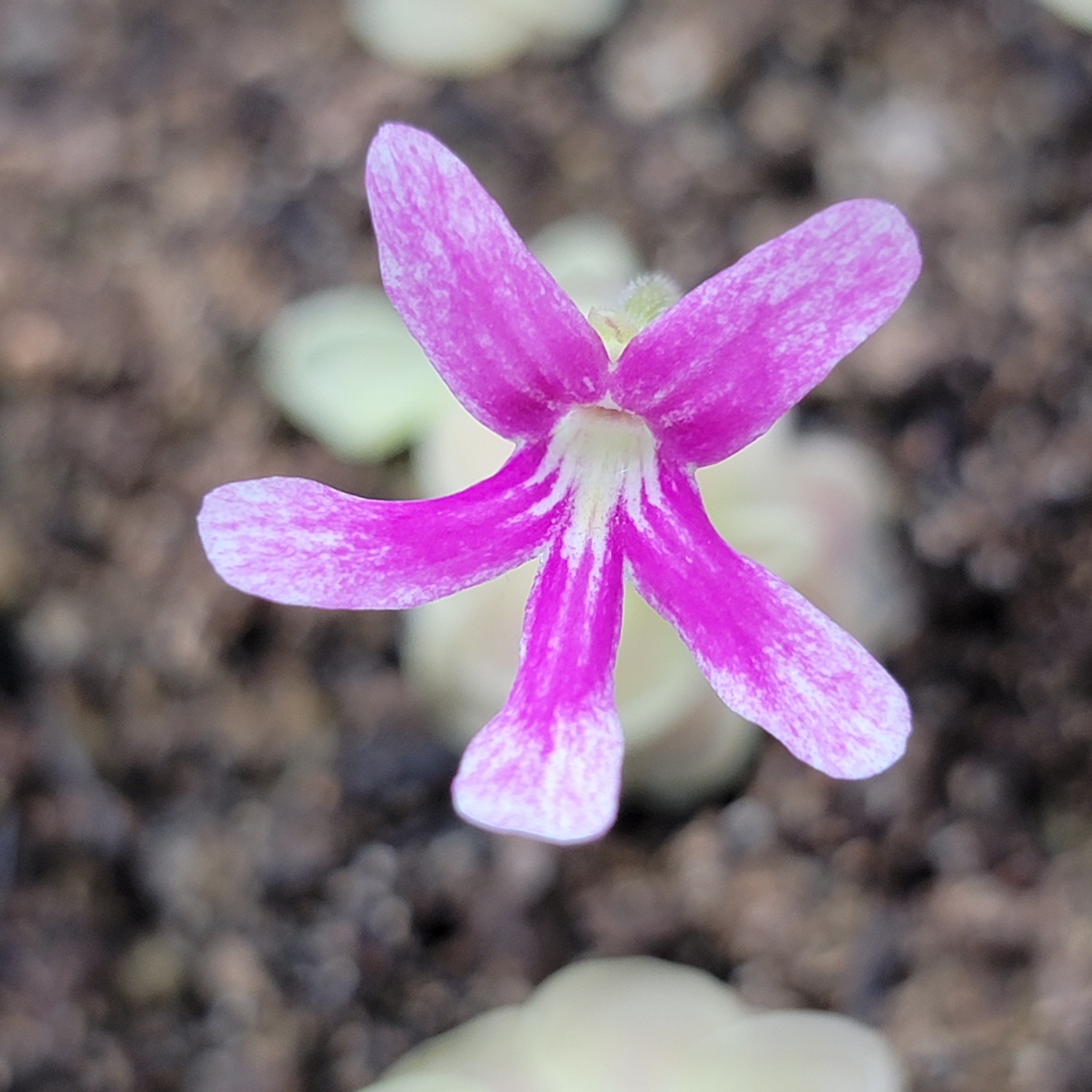 Pinguicula -inchSunshine-inch product image 2