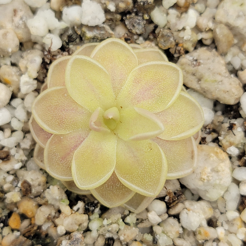 Pinguicula -inchSunshine-inch product image 3