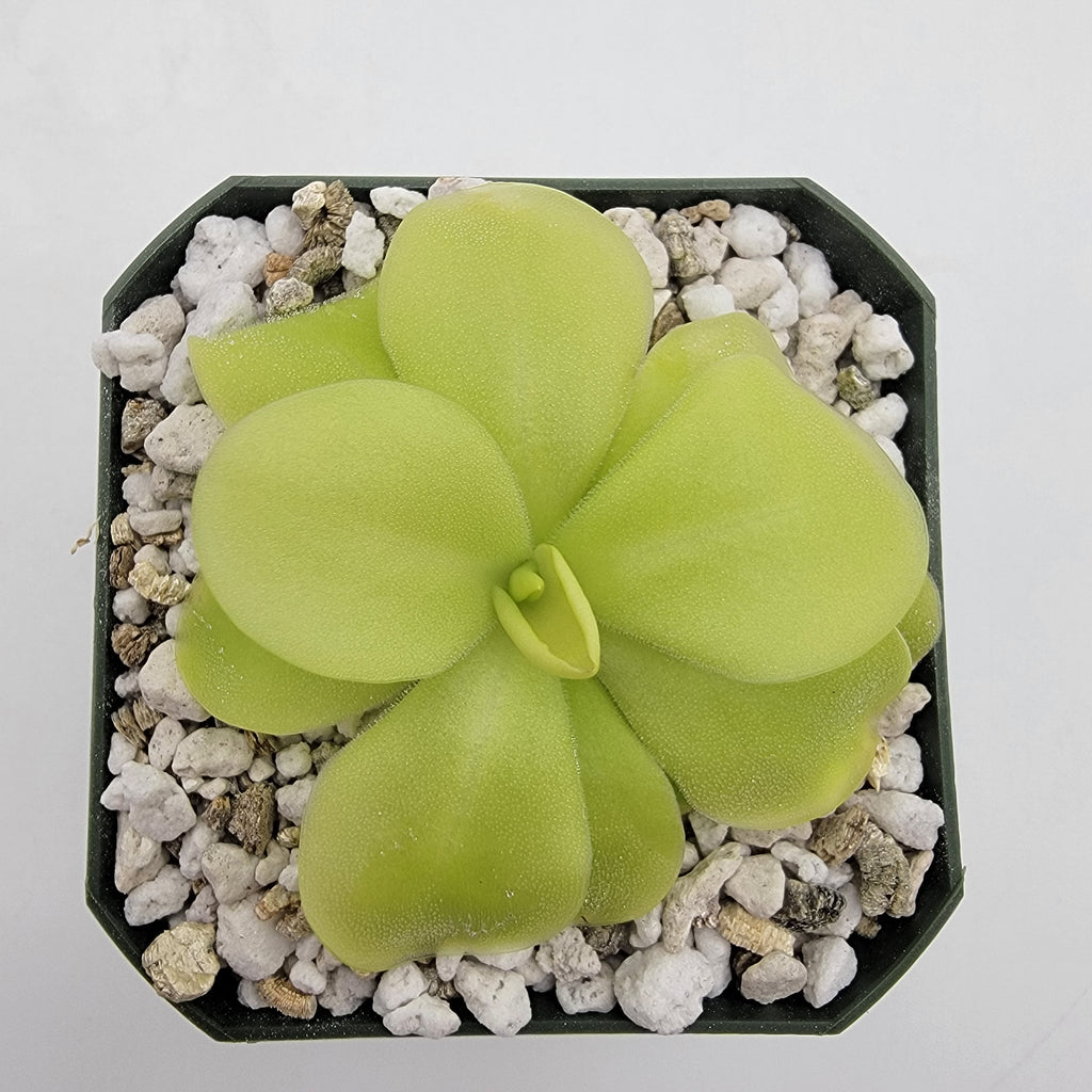 Pinguicula 'Tina' product image 1