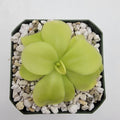 Pinguicula 'Tina' product image 1