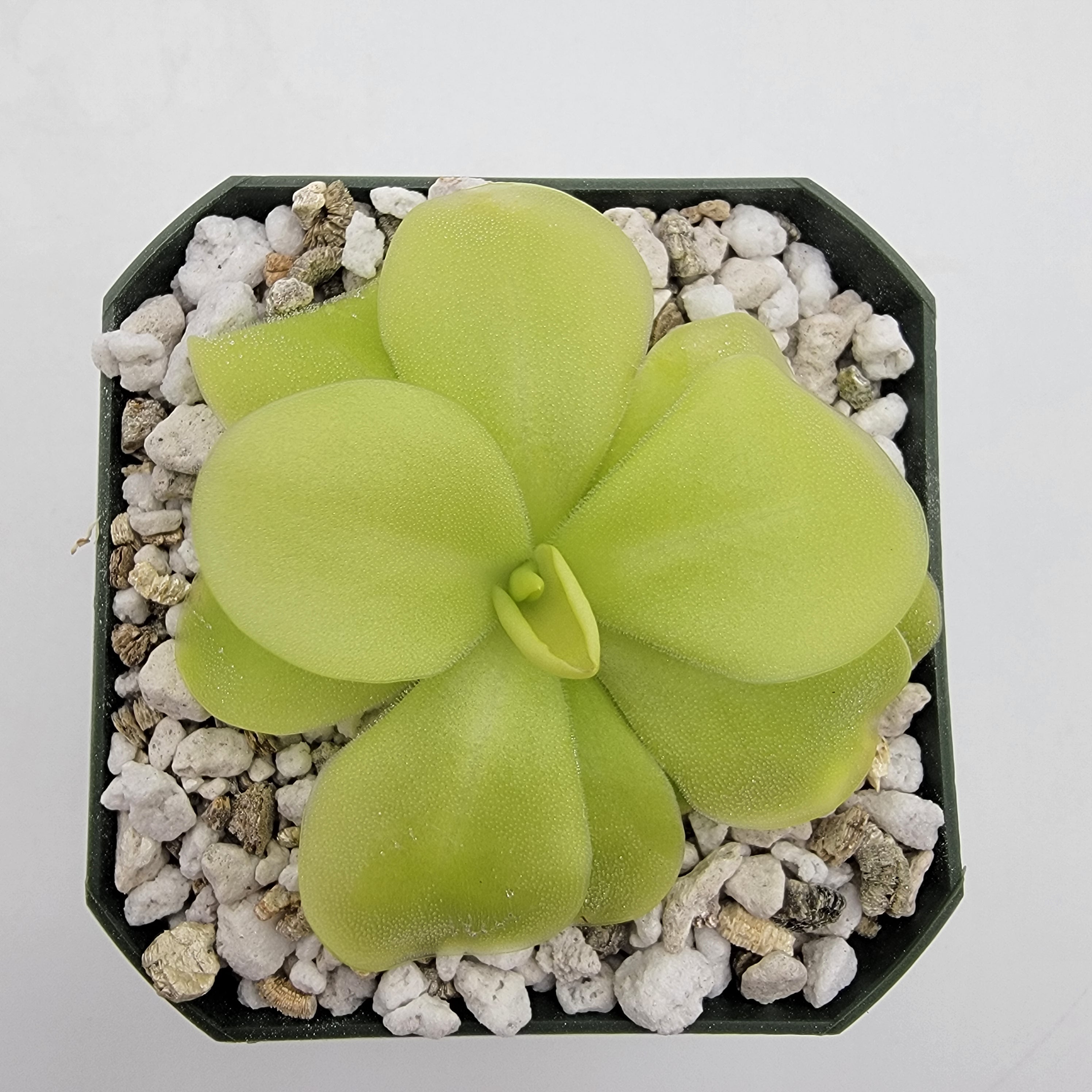 Pinguicula 'Tina' product image 1