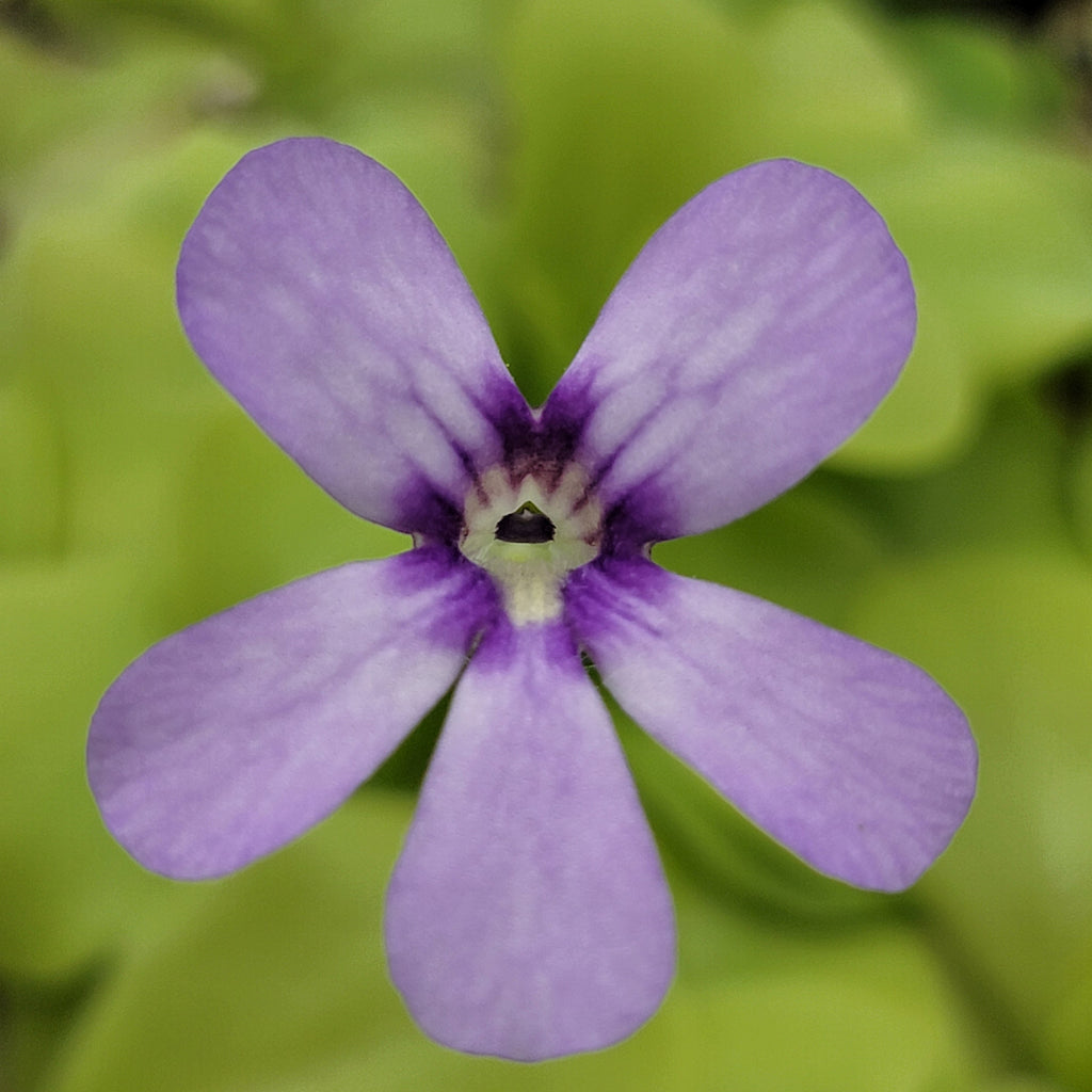Pinguicula 'Tina' product image 2