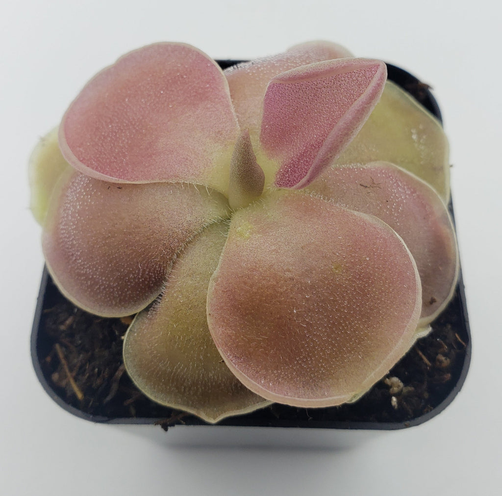 Pinguicula 'Weser' product image 4