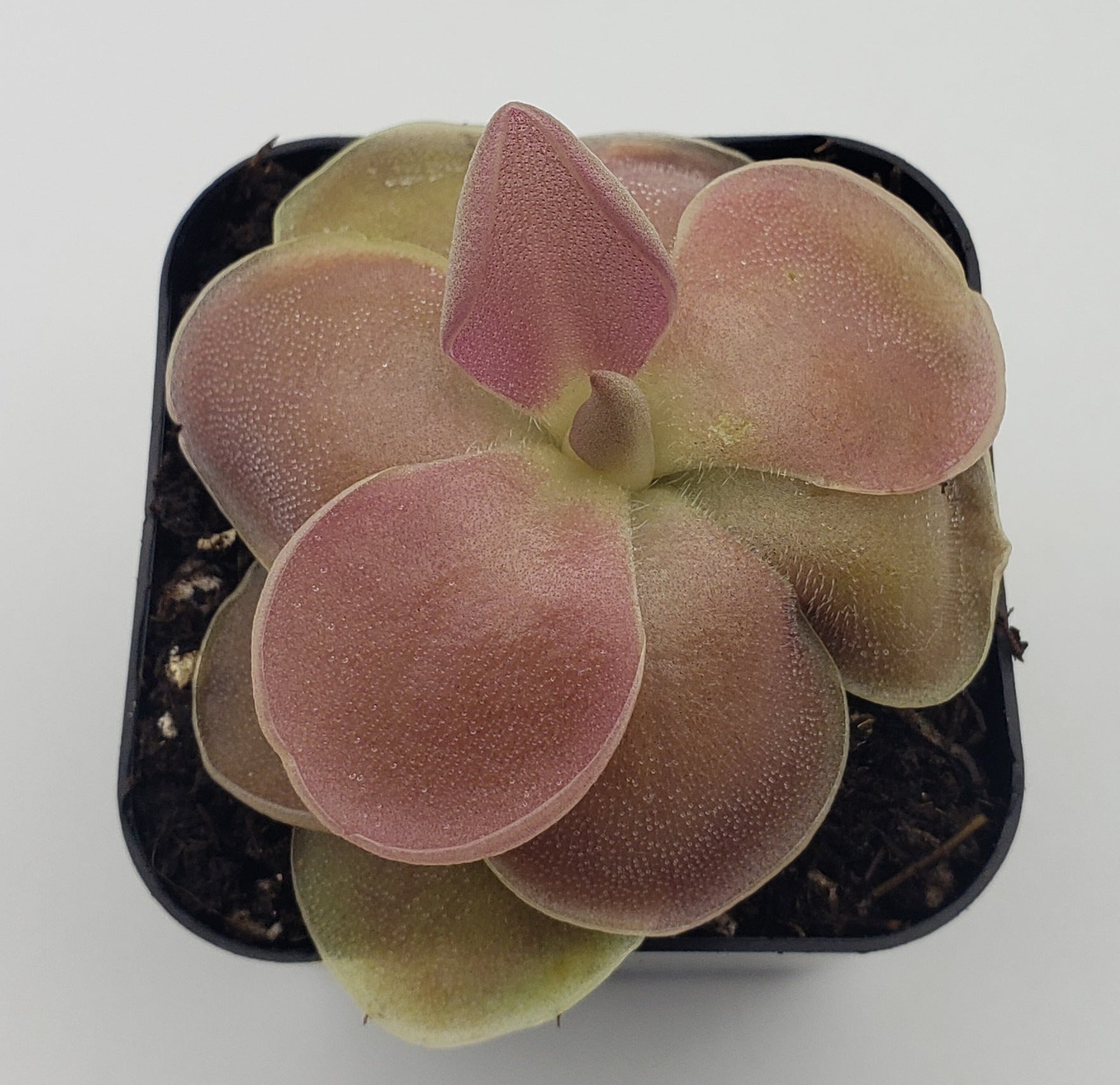 Pinguicula 'Weser' product image 3