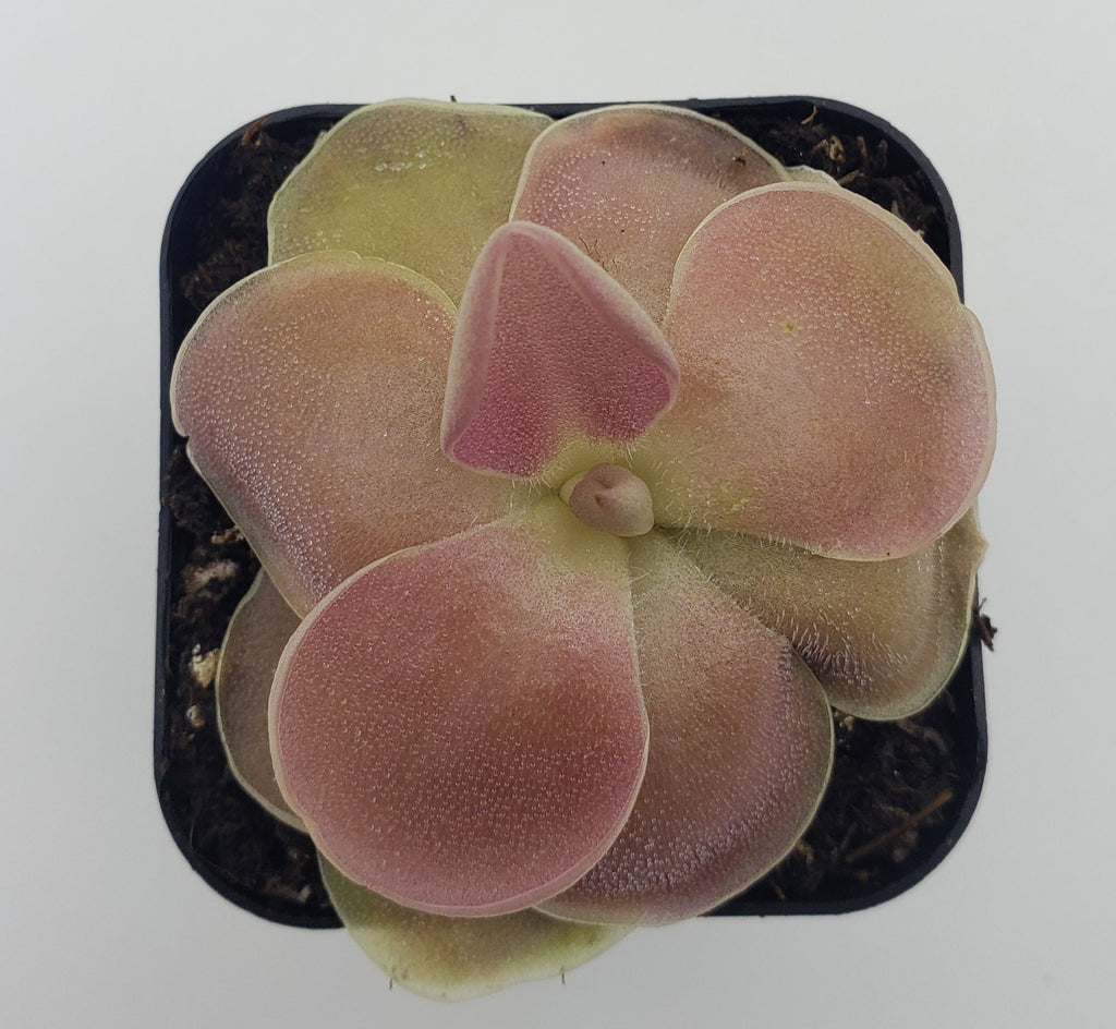Pinguicula 'Weser' product image 2