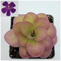 Pinguicula 'Weser' x agnata 'El Lobo' live plant product image 1