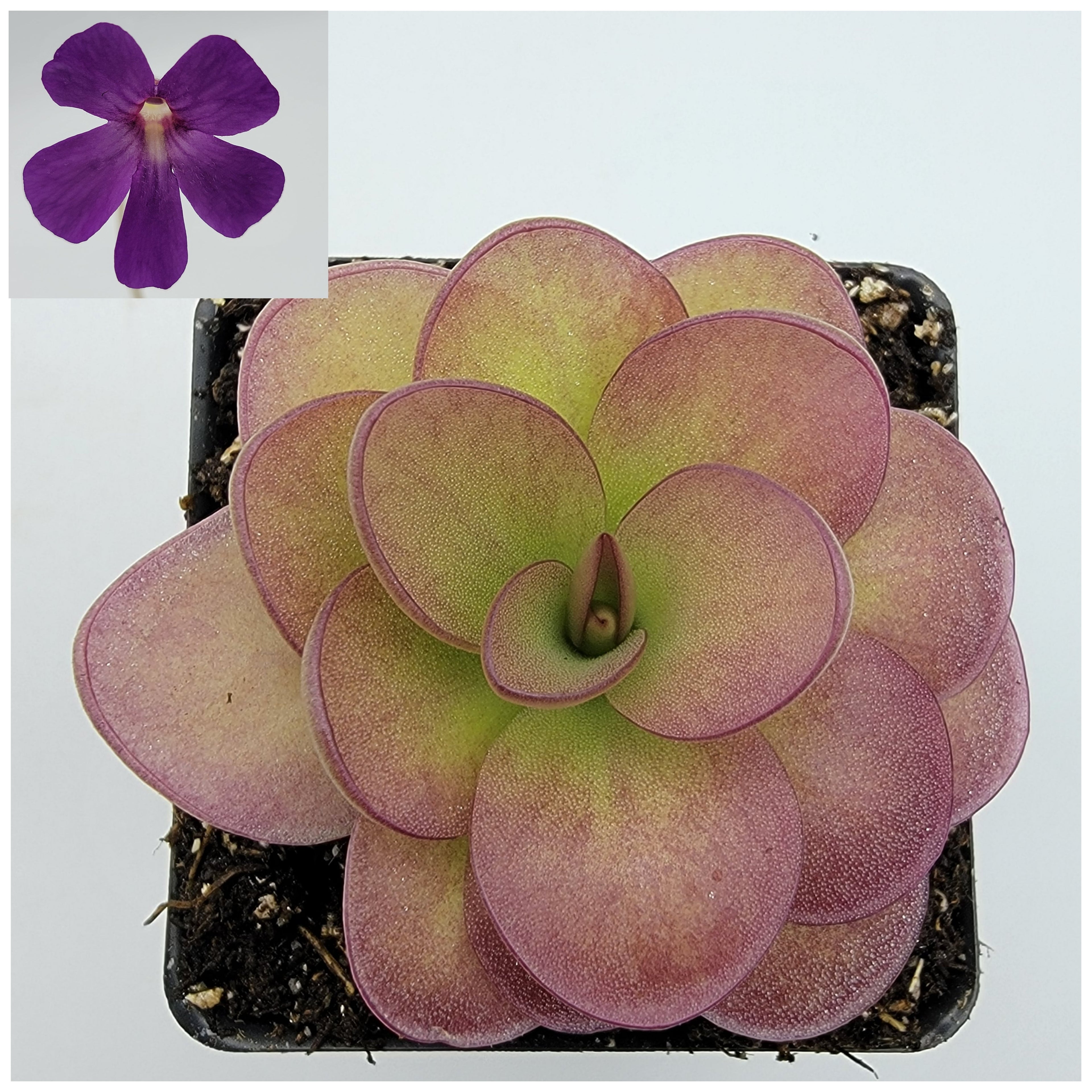 Pinguicula 'Weser' x agnata 'El Lobo' live plant product image 1