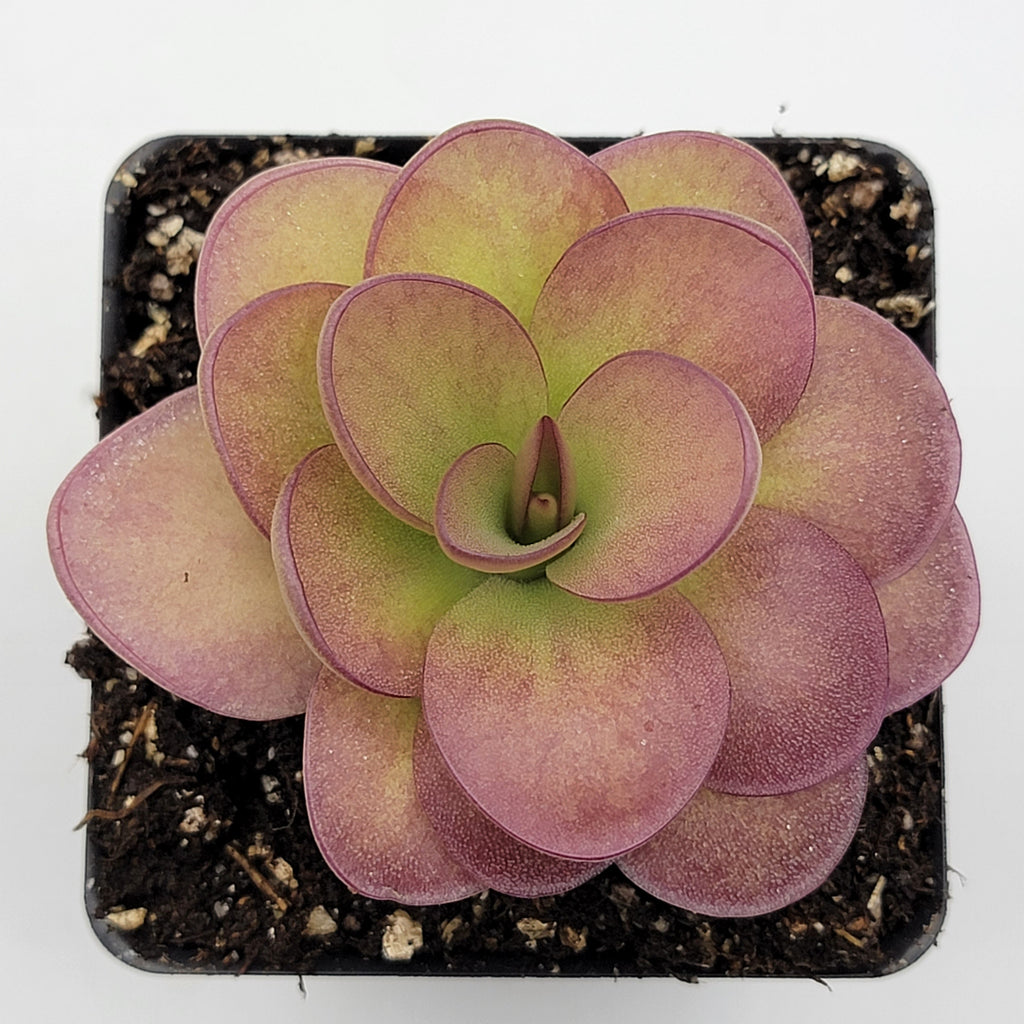 Pinguicula 'Weser' x agnata 'El Lobo' live plant product image 5