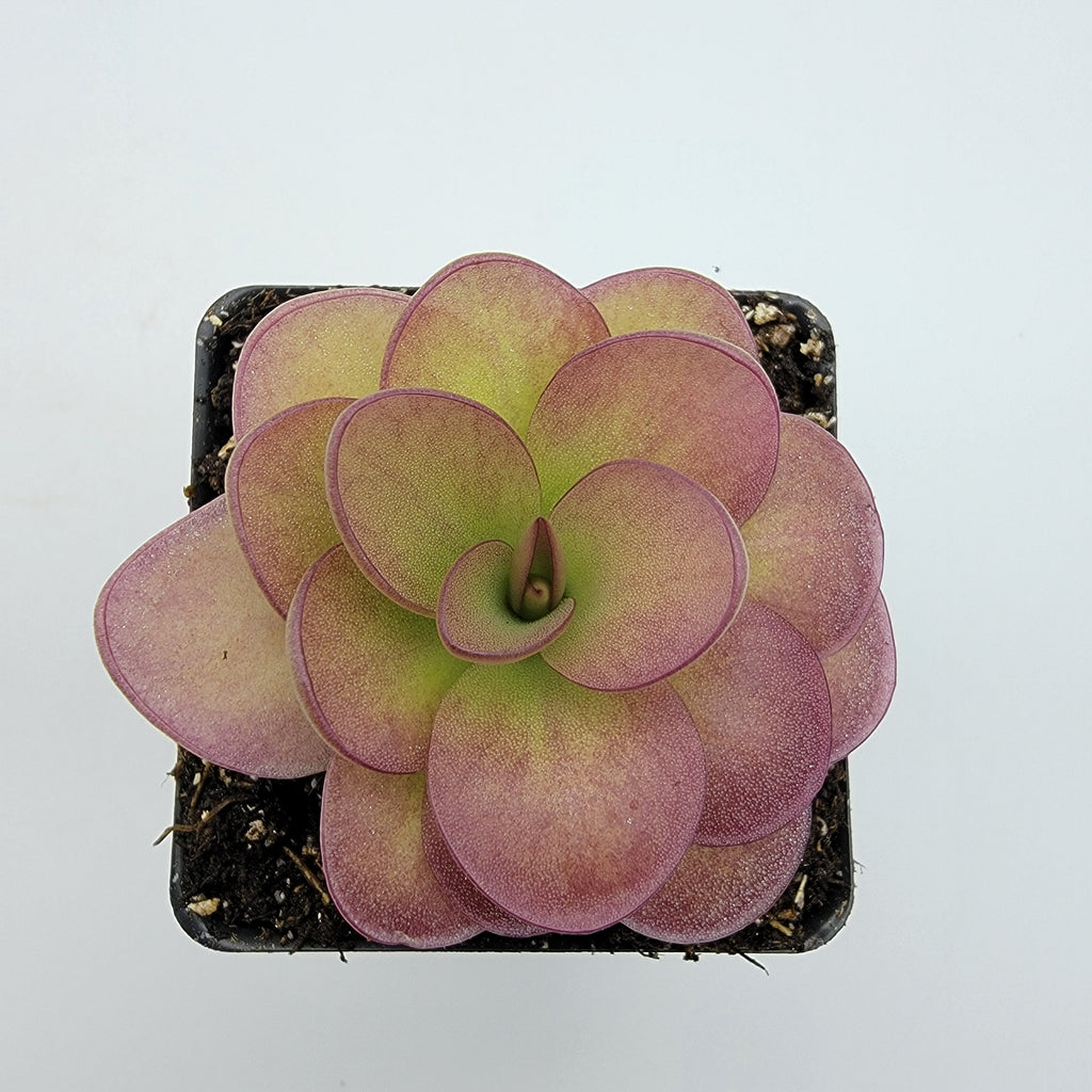 Pinguicula 'Weser' x agnata 'El Lobo' live plant product image 3