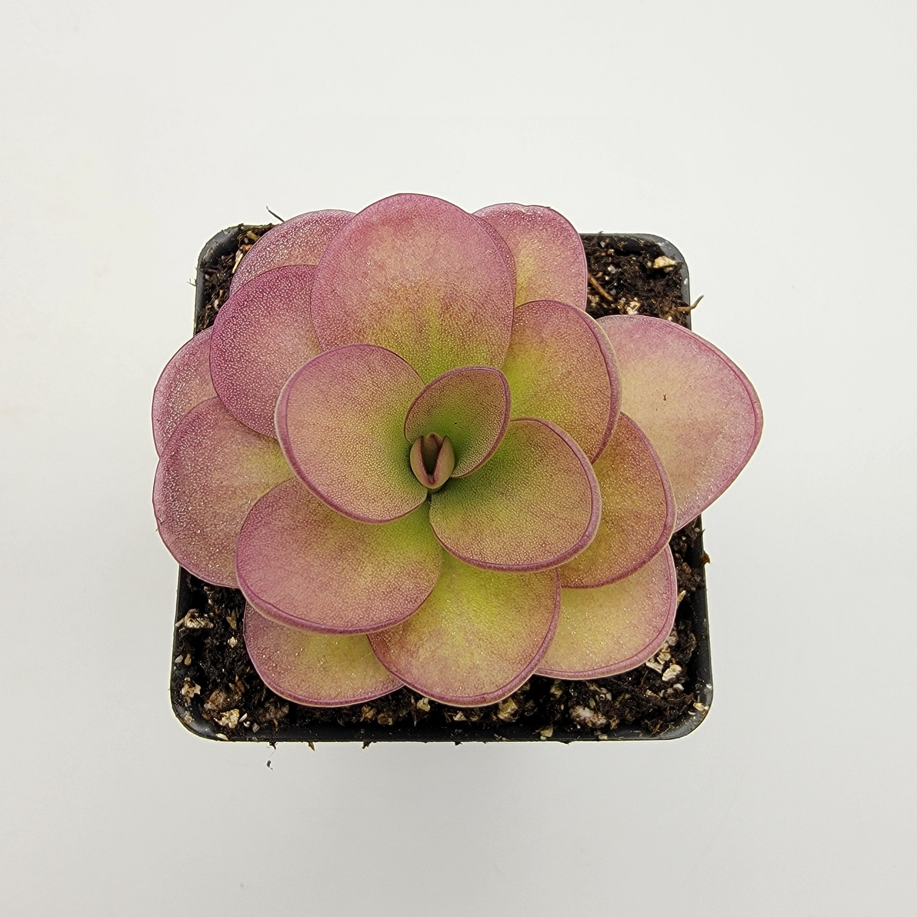 Pinguicula 'Weser' x agnata 'El Lobo' live plant product image 4