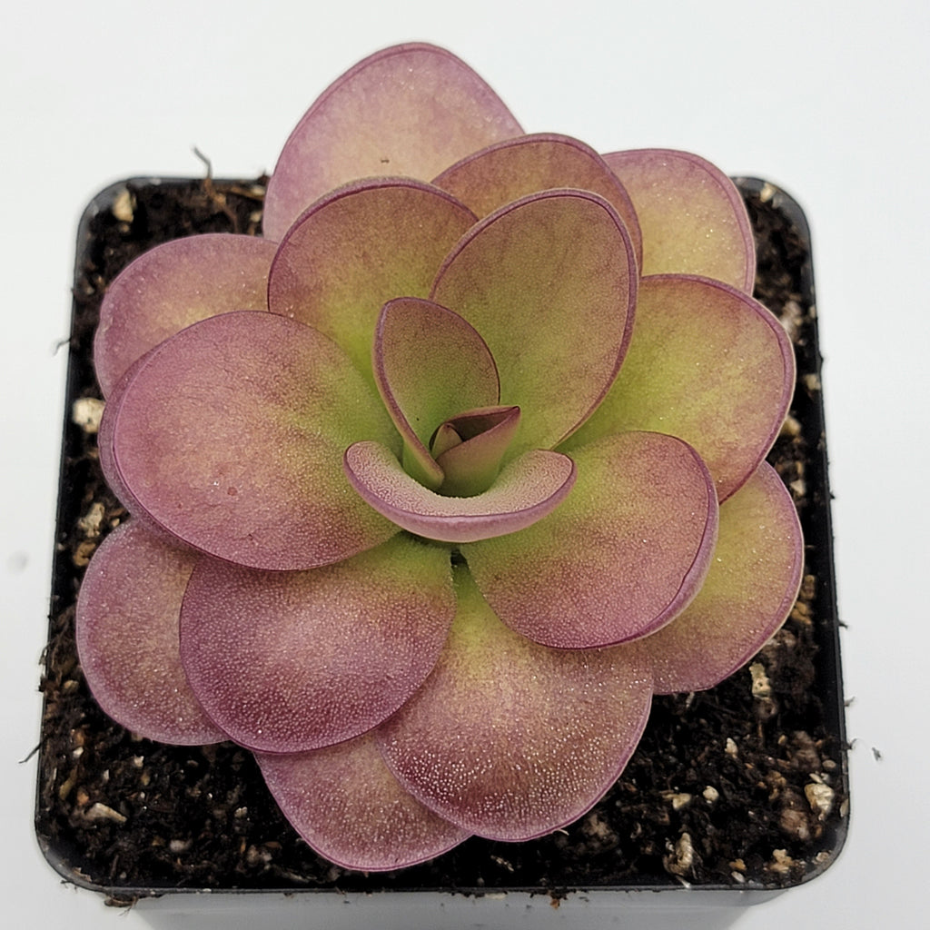 Pinguicula 'Weser' x agnata 'El Lobo' live plant product image 2
