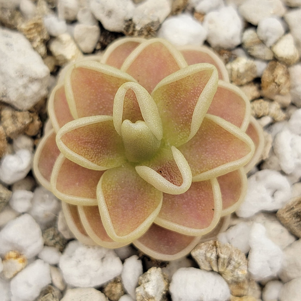 Pinguicula -inchYucca Do 1713-inch product image 2