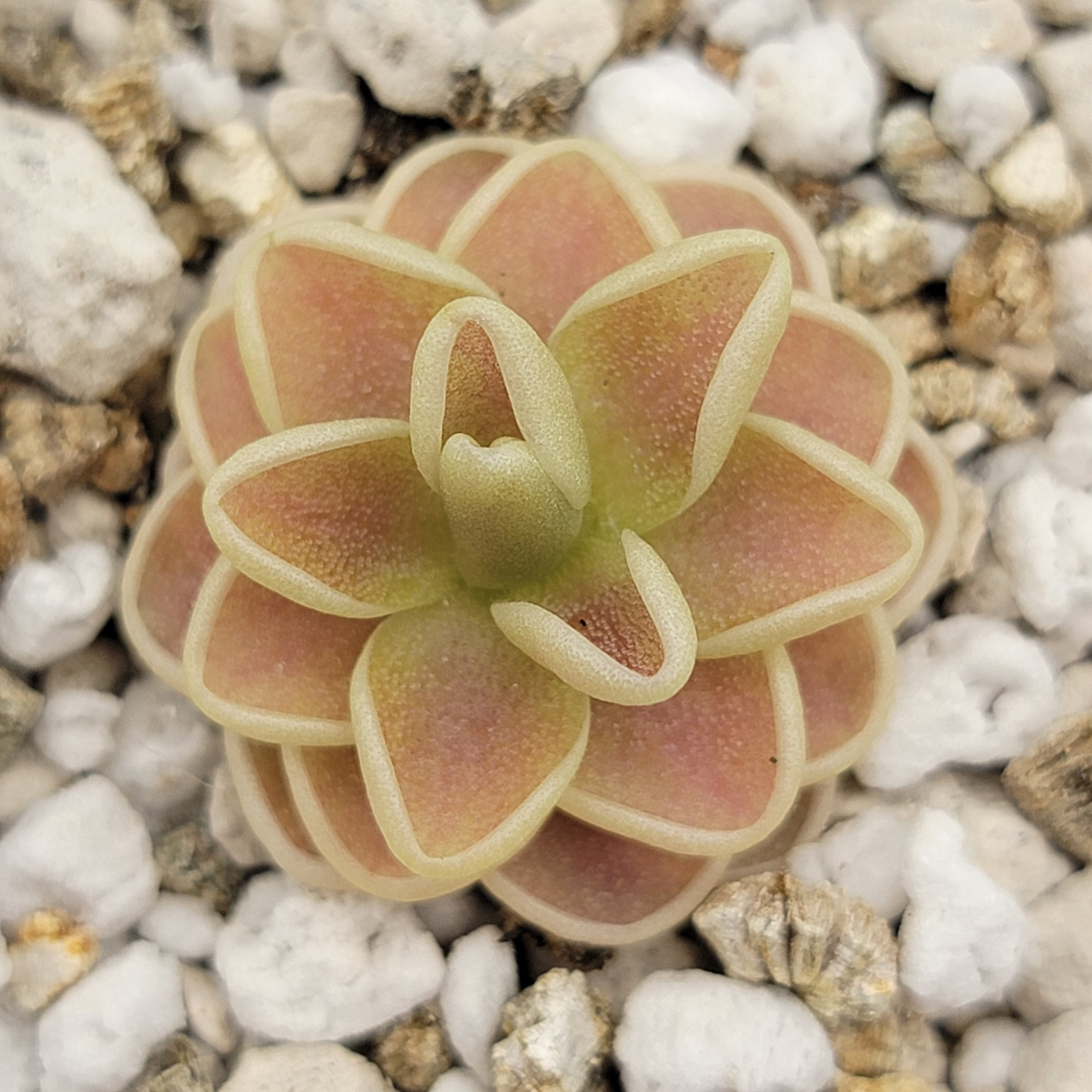 Pinguicula -inchYucca Do 1713-inch product image 2