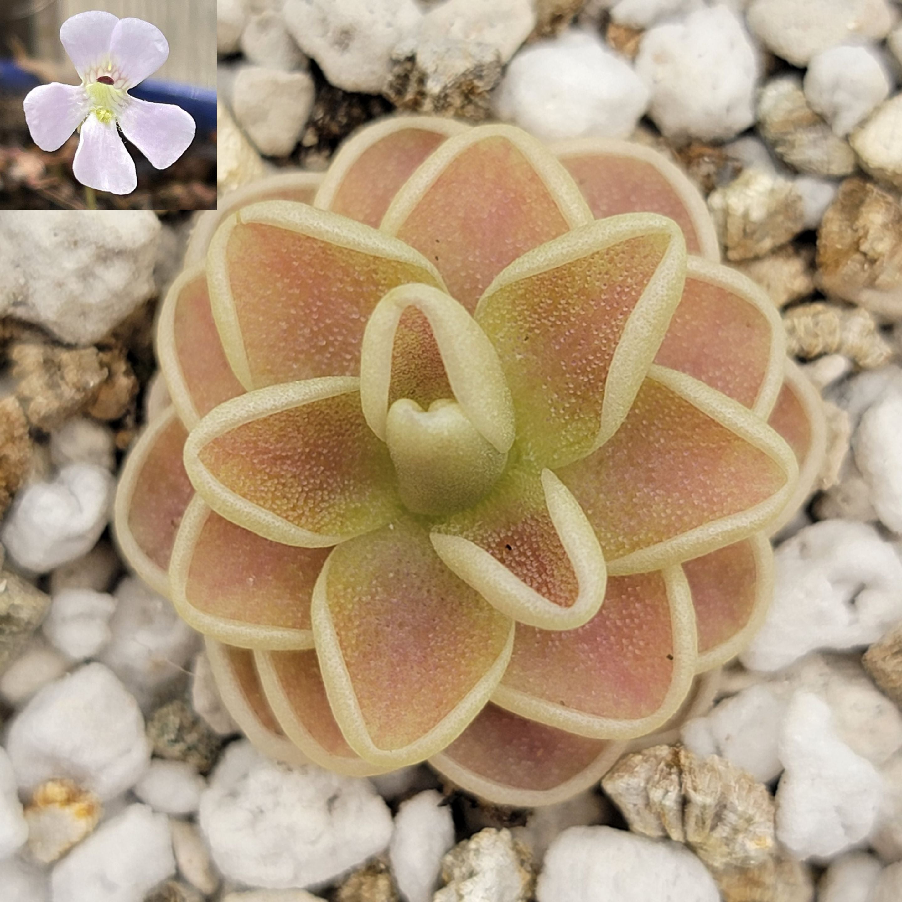 Pinguicula -inchYucca Do 1713-inch product image 1