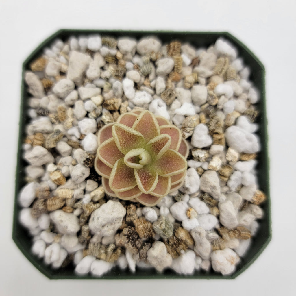 Pinguicula -inchYucca Do 1713-inch product image 3