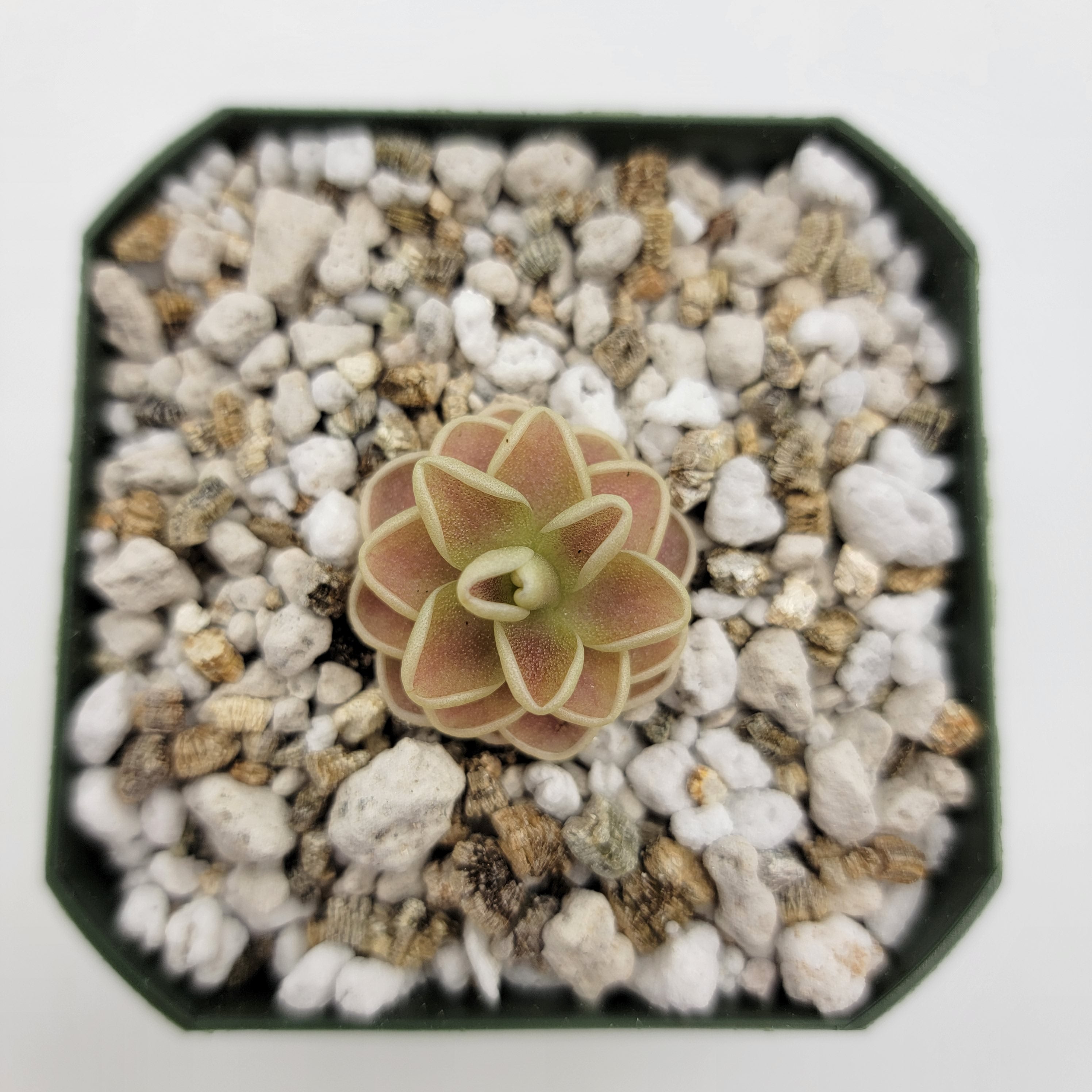 Pinguicula -inchYucca Do 1713-inch product image 3