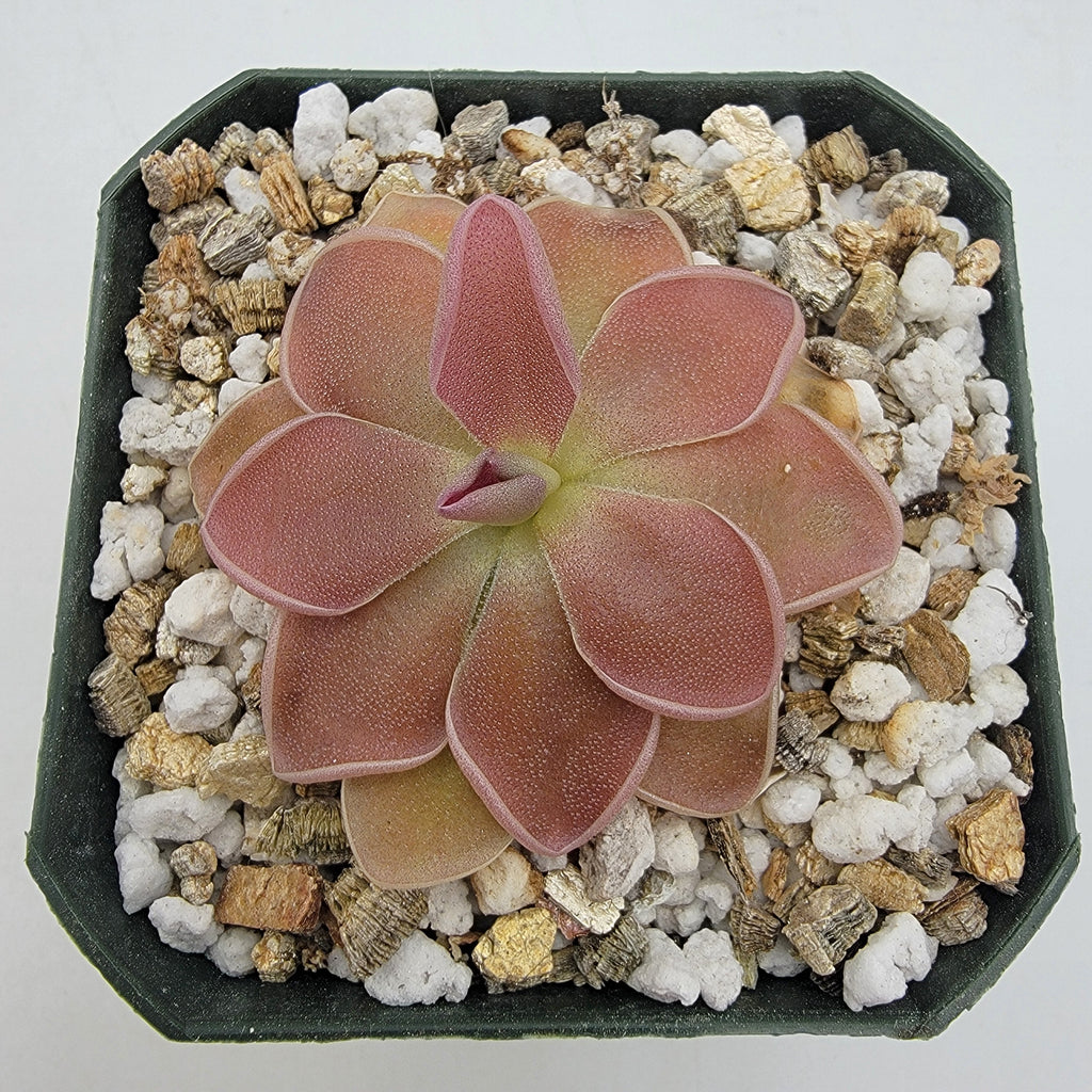 Pinguicula 'PE Formosa' product image 3