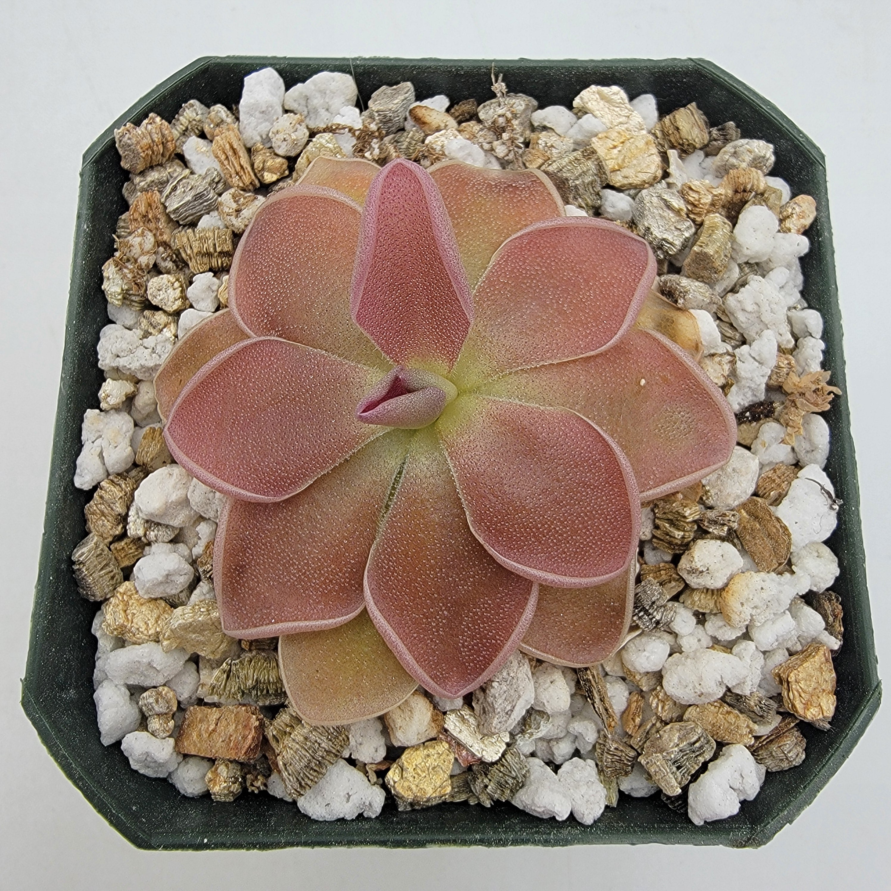Pinguicula 'PE Formosa' product image 3