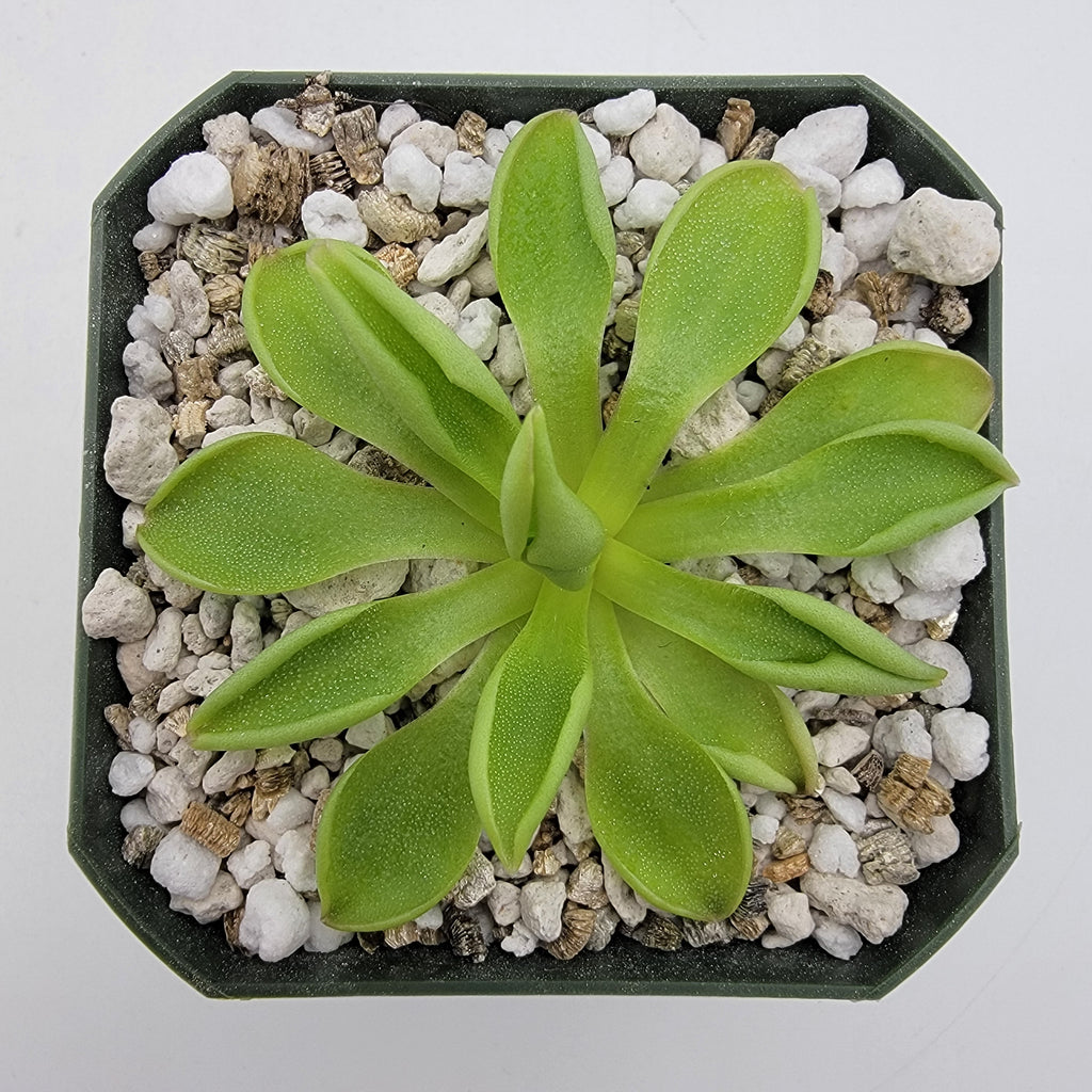 Pinguicula 'Titan' product image 1