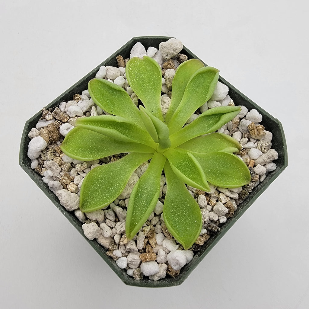 Pinguicula 'Titan' product image 2
