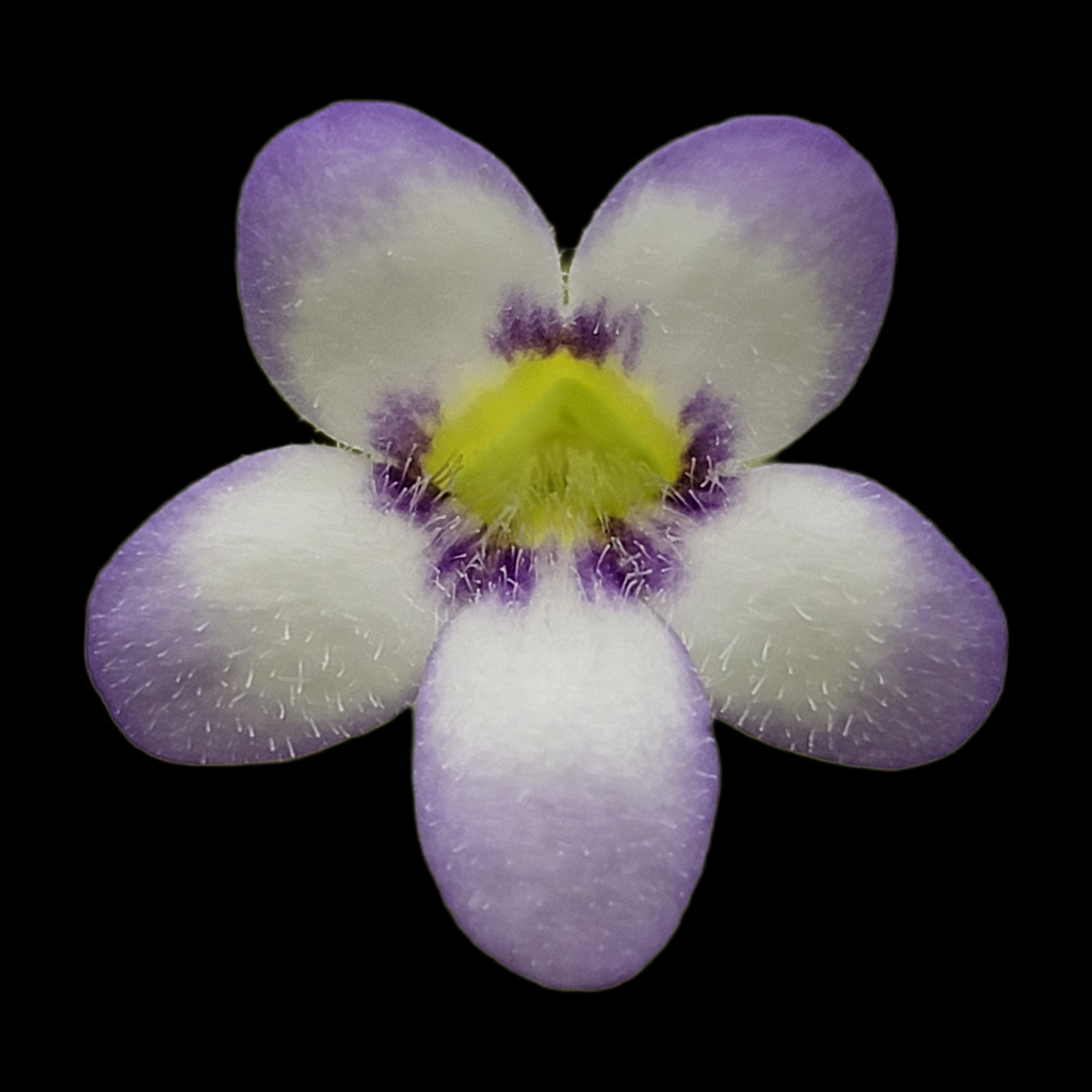 Pinguicula agnata 'Ekuma' product image 2