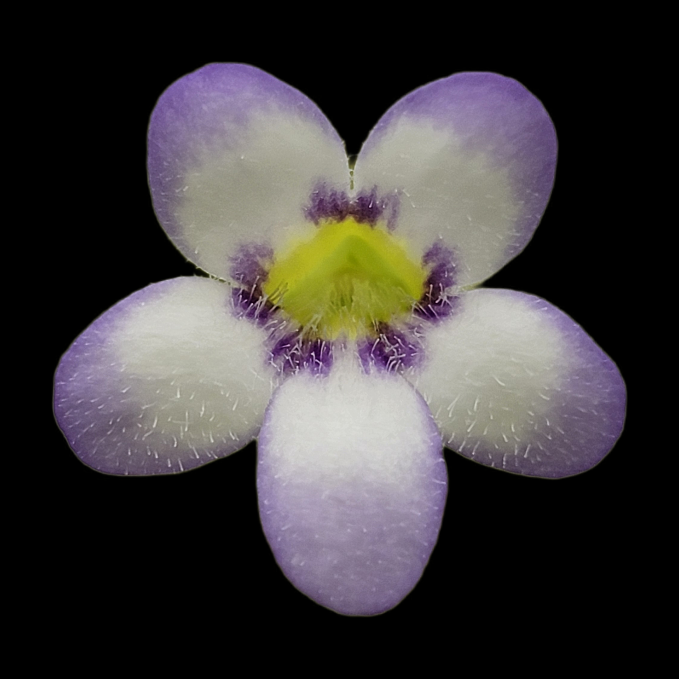 Pinguicula agnata 'Ekuma' product image 2