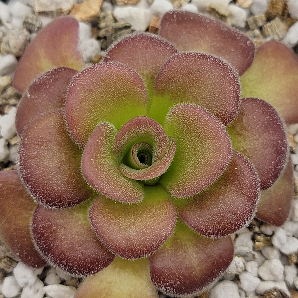 Pinguicula agnata 'Ekuma' product image 1
