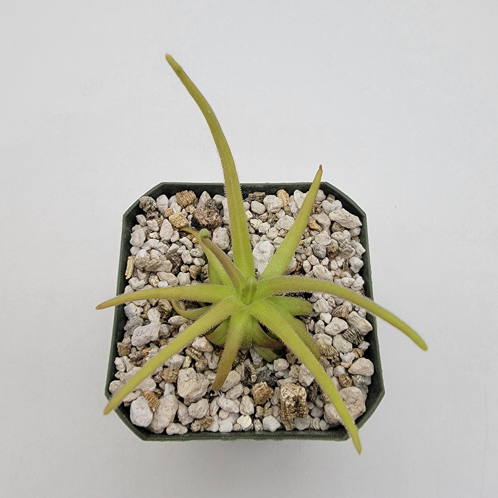 Pinguicula gypsicola x moctezumae product image 2