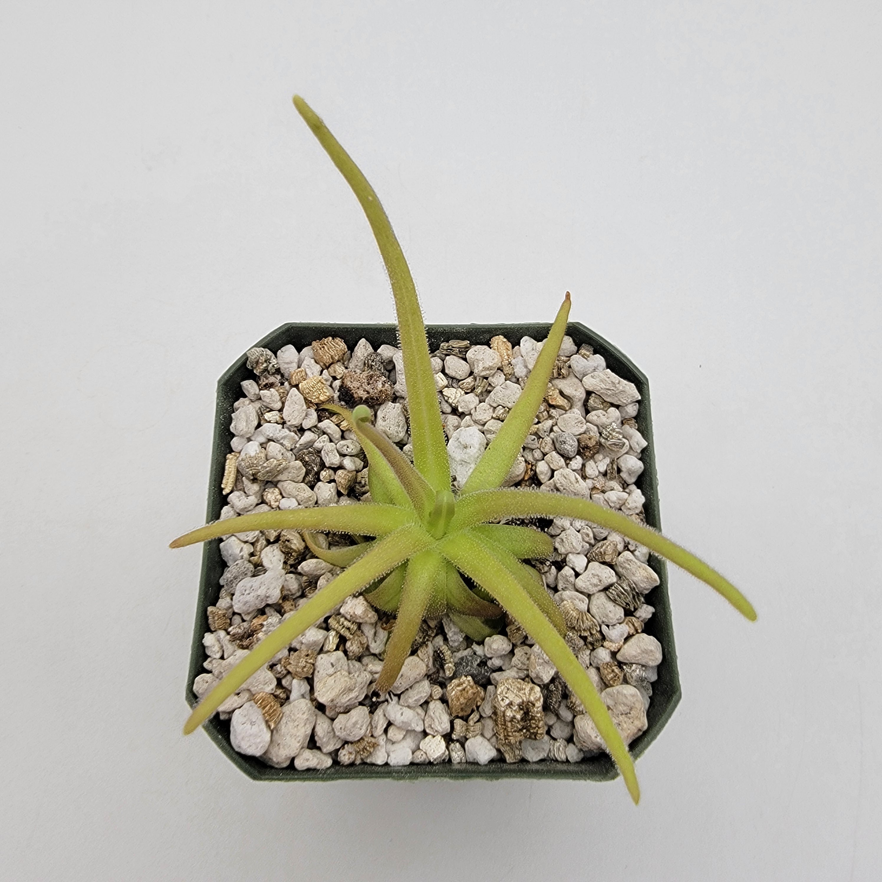 Pinguicula gypsicola x moctezumae product image 2