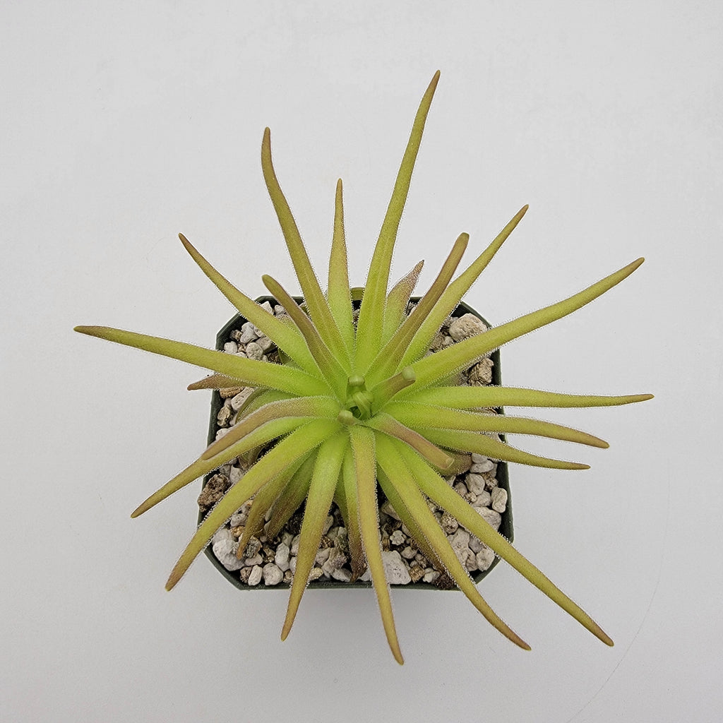 Pinguicula gypsicola x moctezumae product image 1