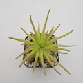Pinguicula gypsicola x moctezumae product image 1