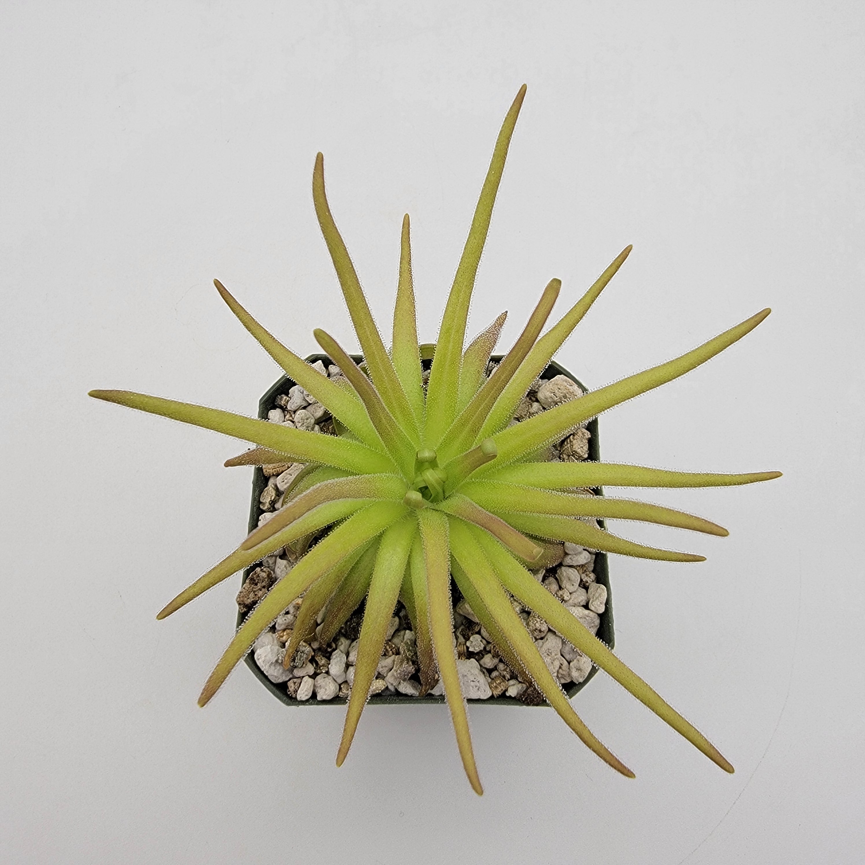 Pinguicula gypsicola x moctezumae product image 1