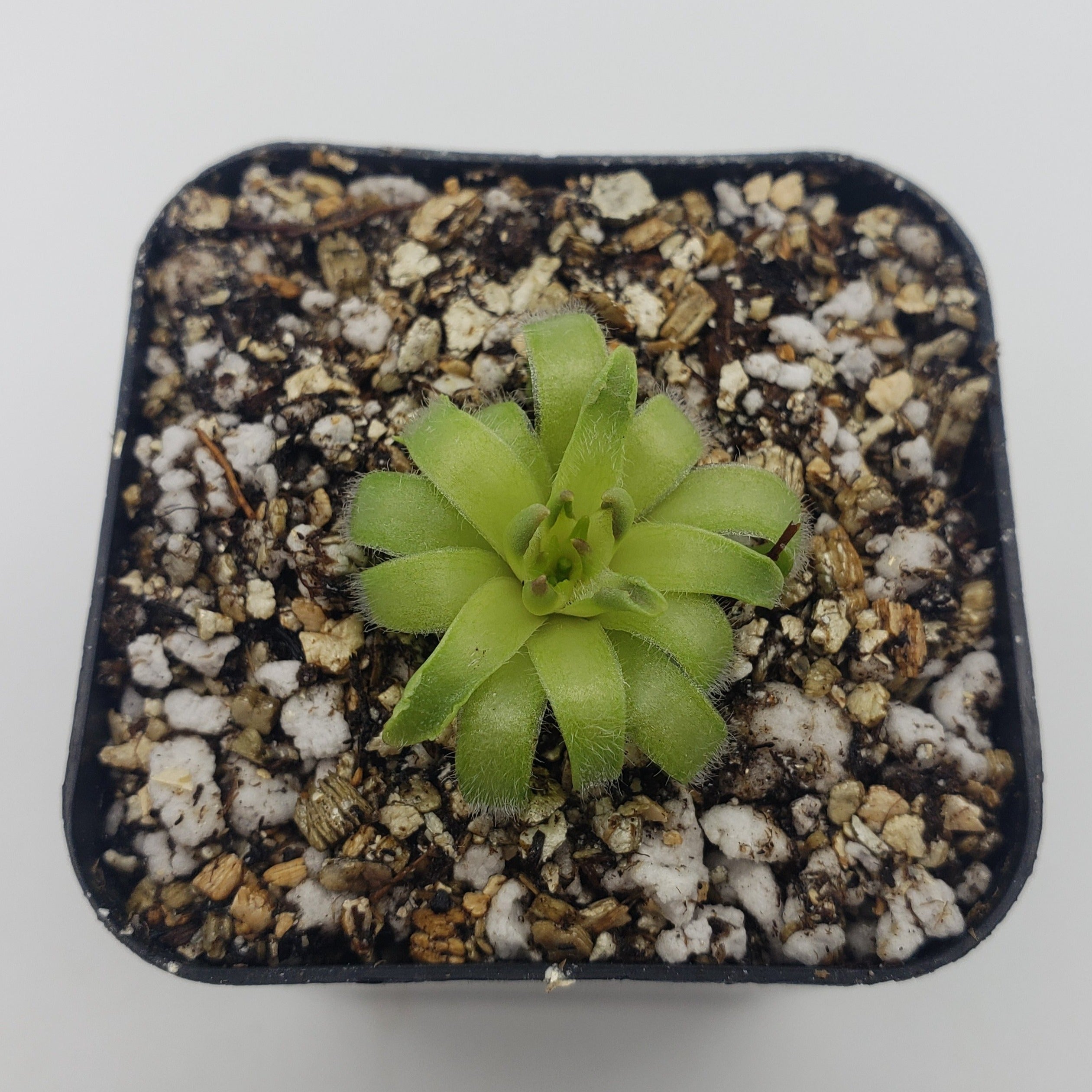 Pinguicula acuminata live plant product image 2
